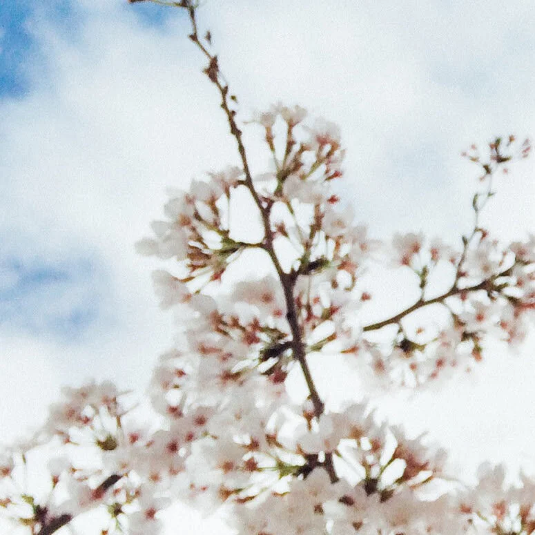 blossom.jpg