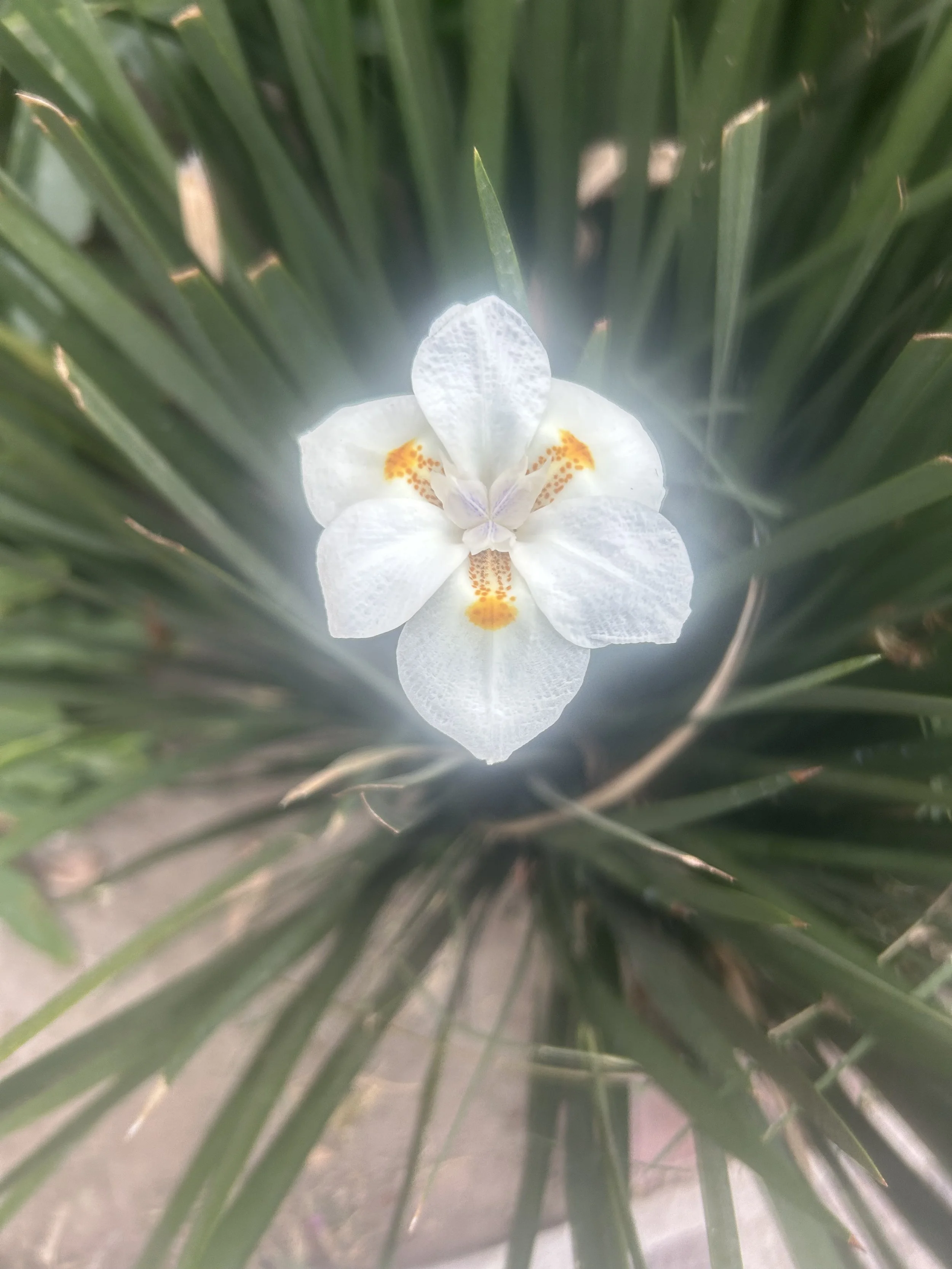 : : : Light that Blooms, Broads that Broaden 