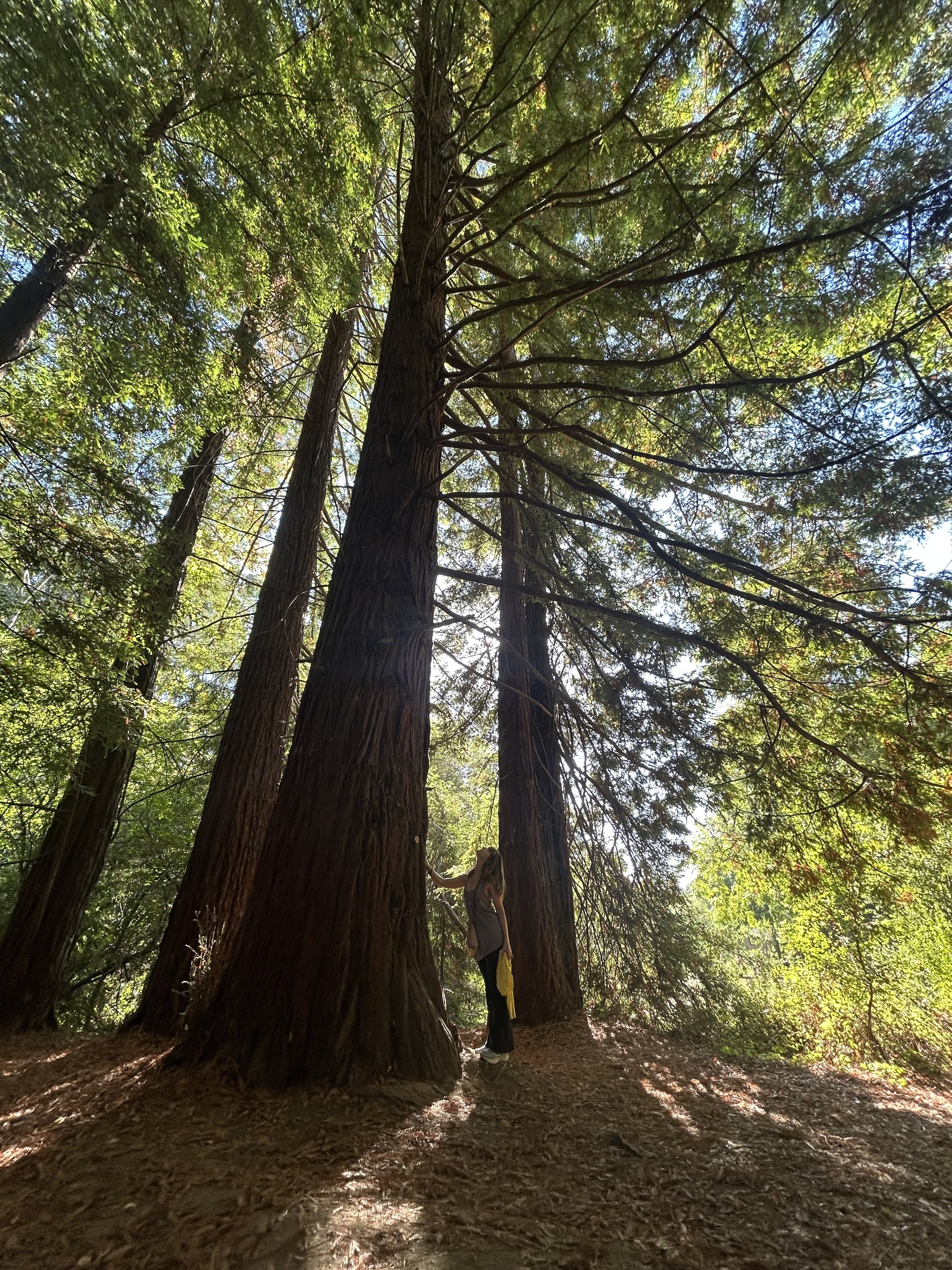 Redwood Ready