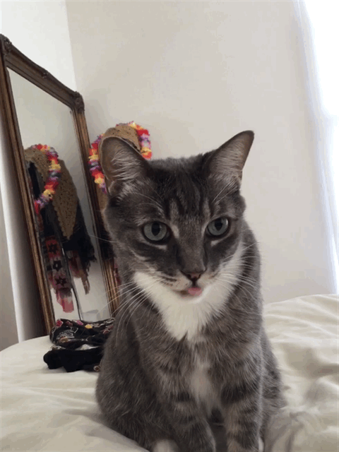 IMG_0290.GIF