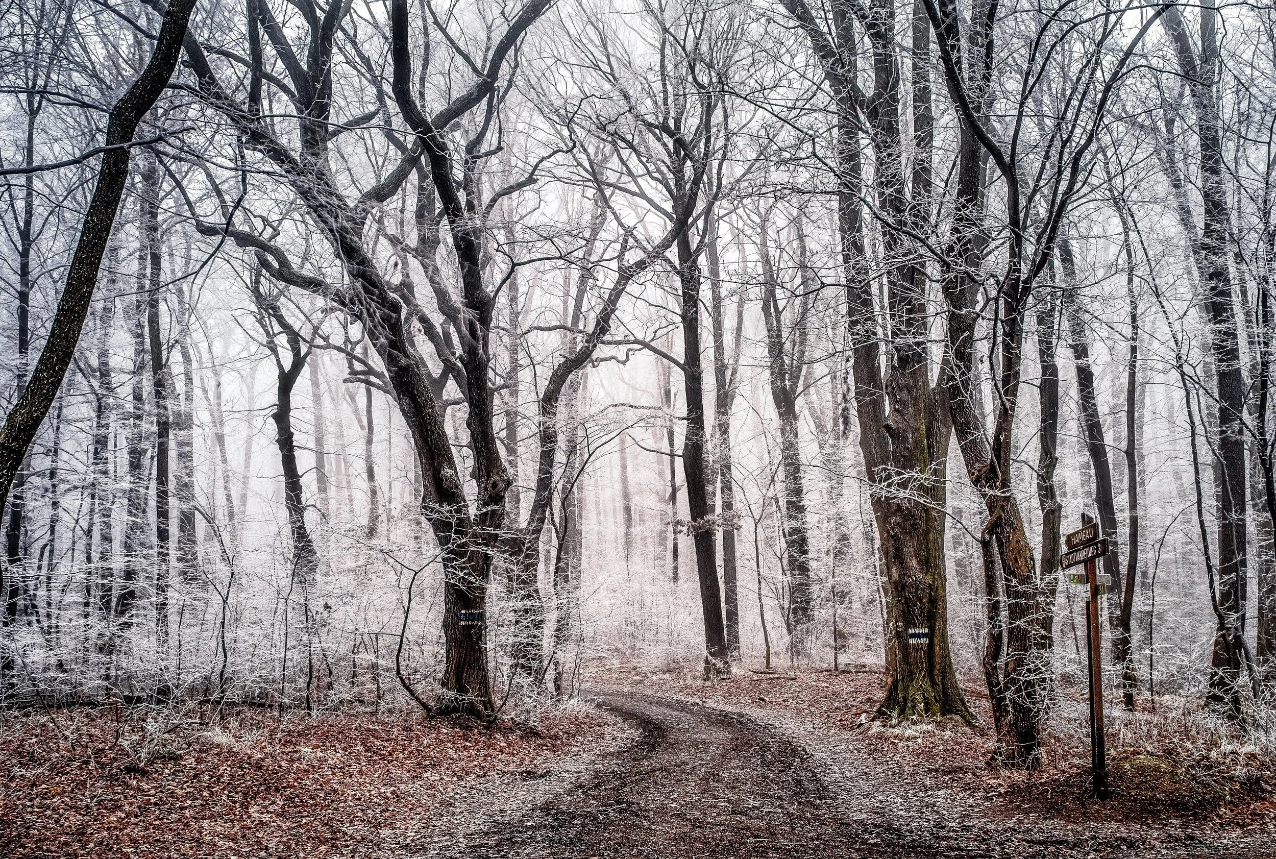 Winter Wood Scene