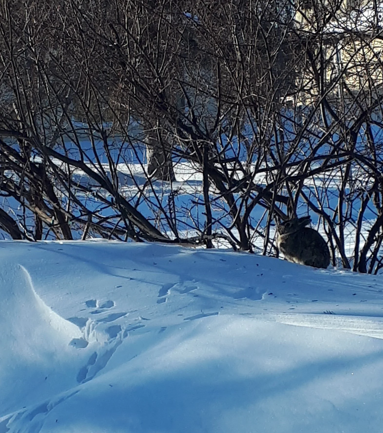 Bunny in Charleswood