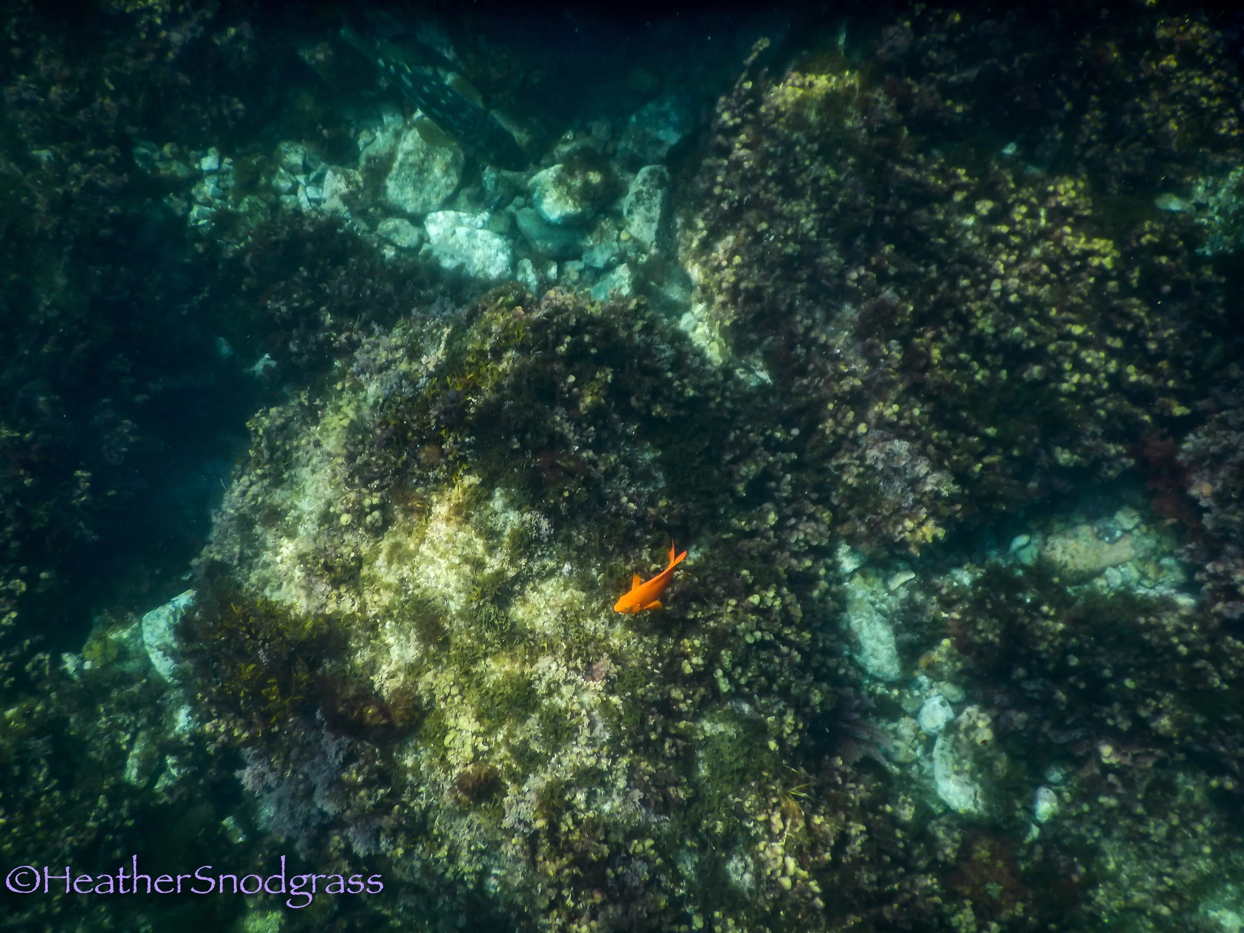 Shots From Snuba Diving
