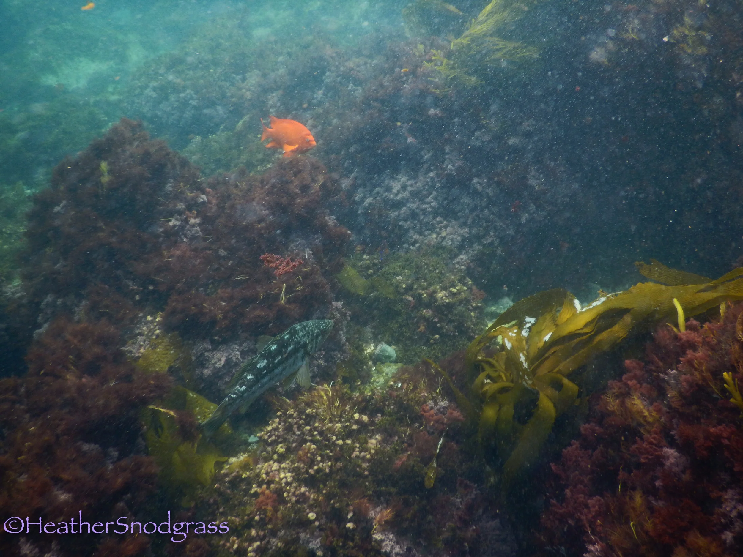 The Orange Fish is a Garibaldi, which is California’s State Fish