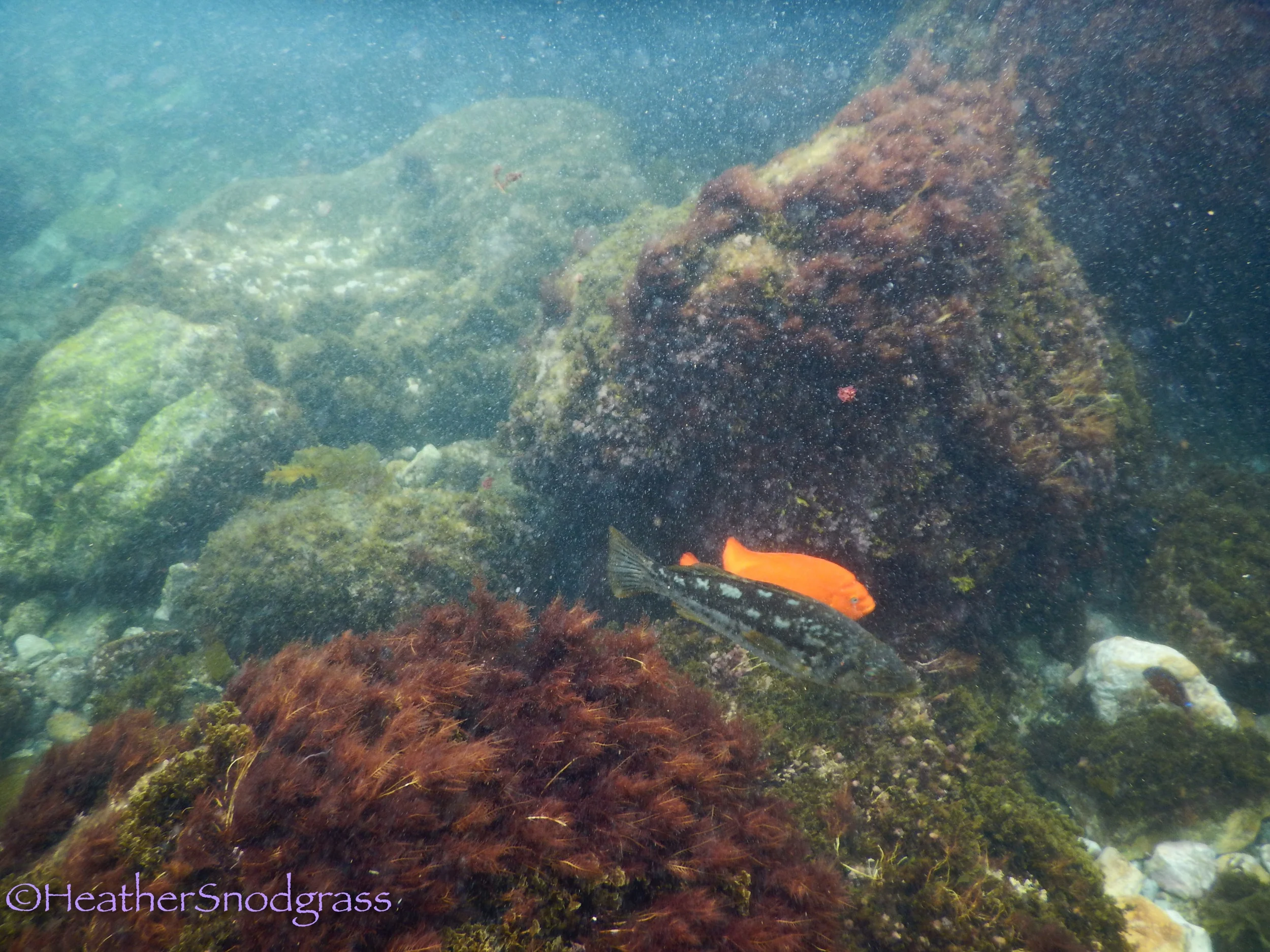 More Diving