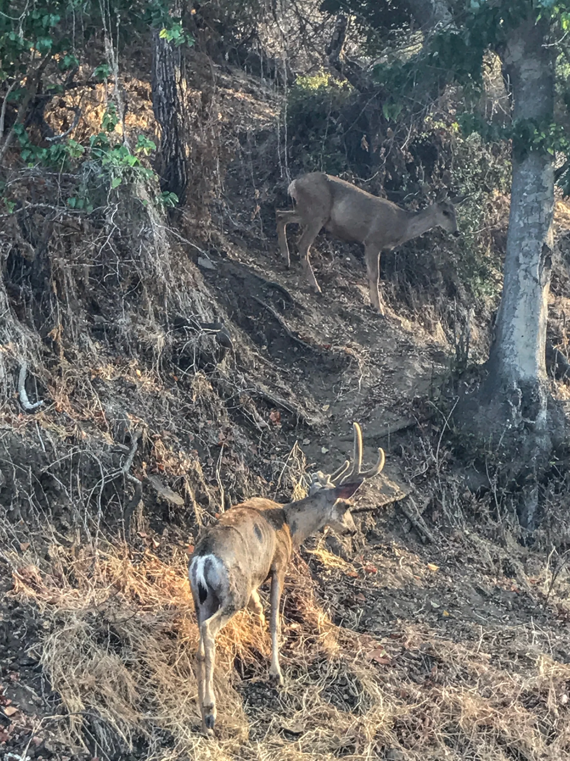 Local Deer Will Walk Up To People