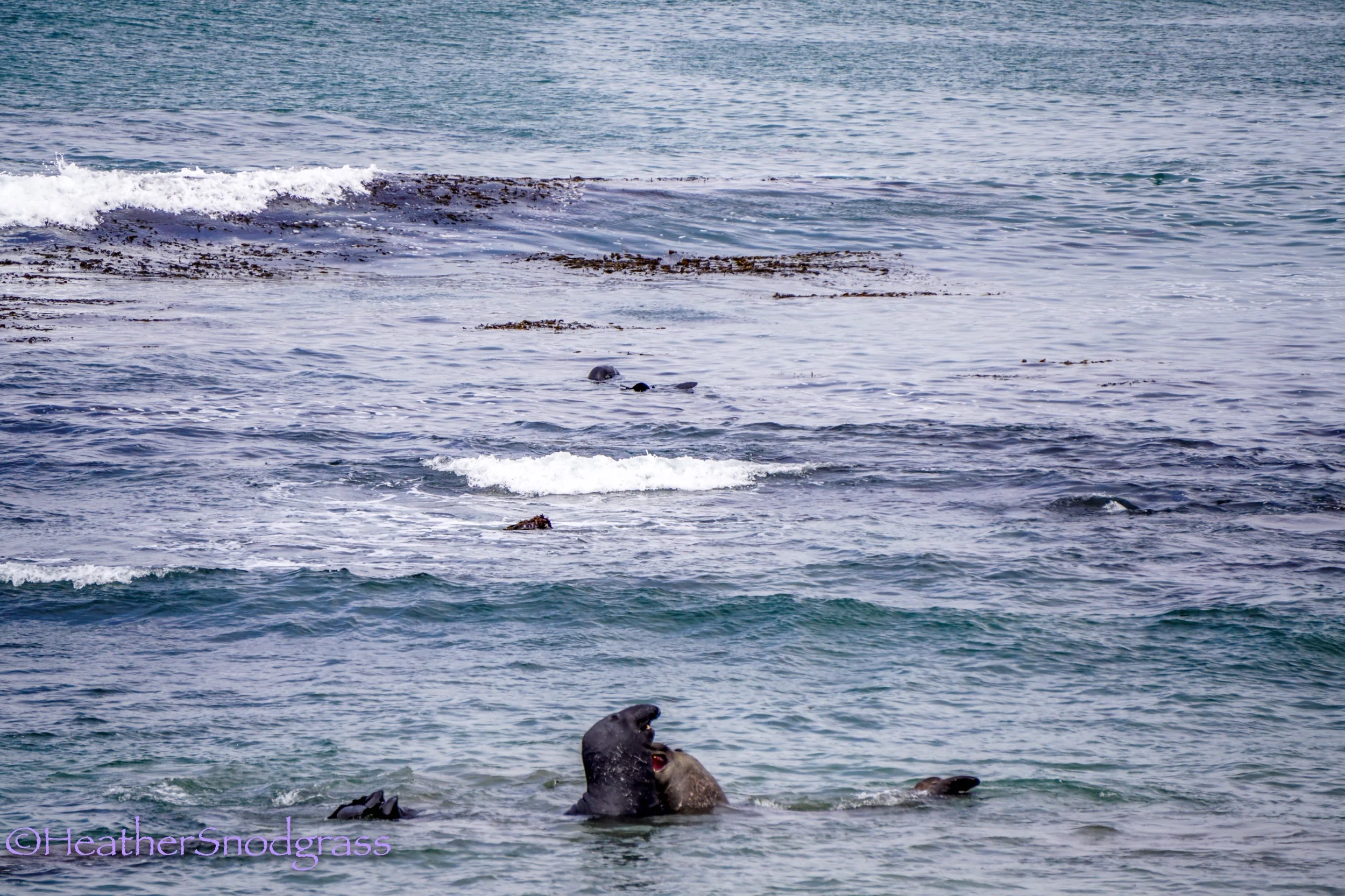 Seals fighting in the water