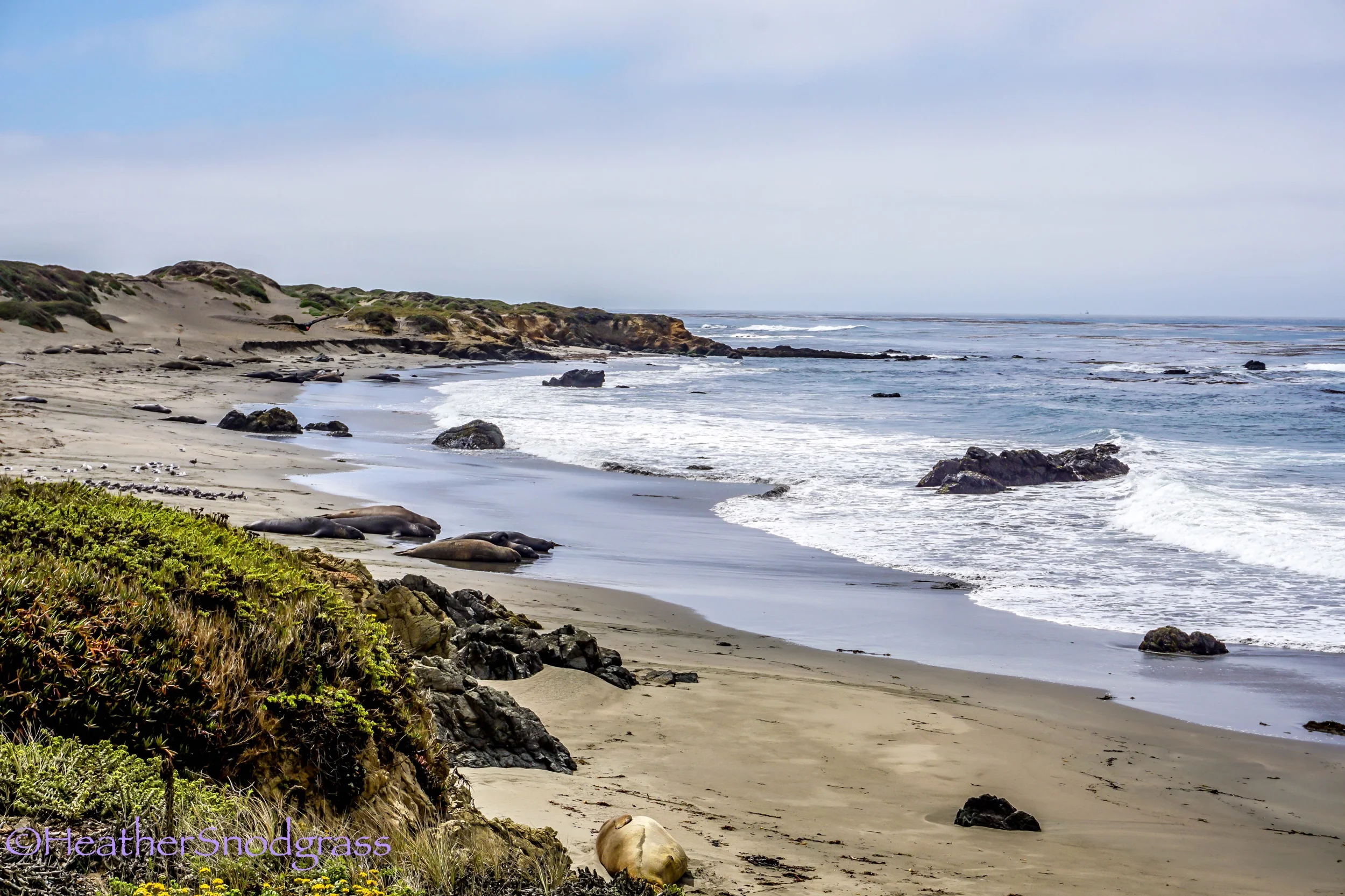 Piedras Blancas Elephant Seals Beach