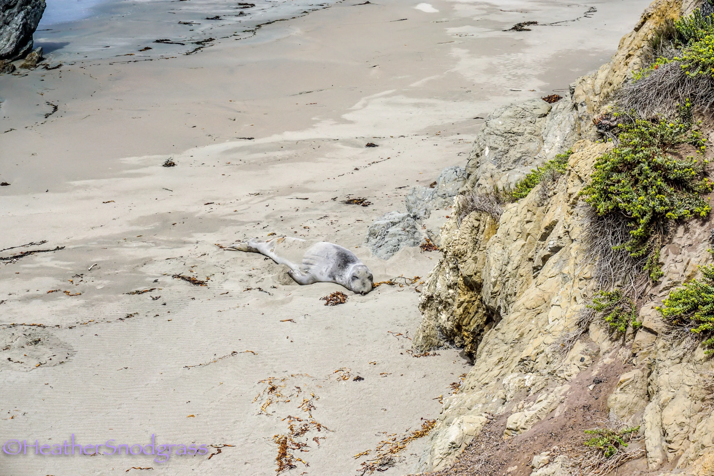 Can you spot the seal?