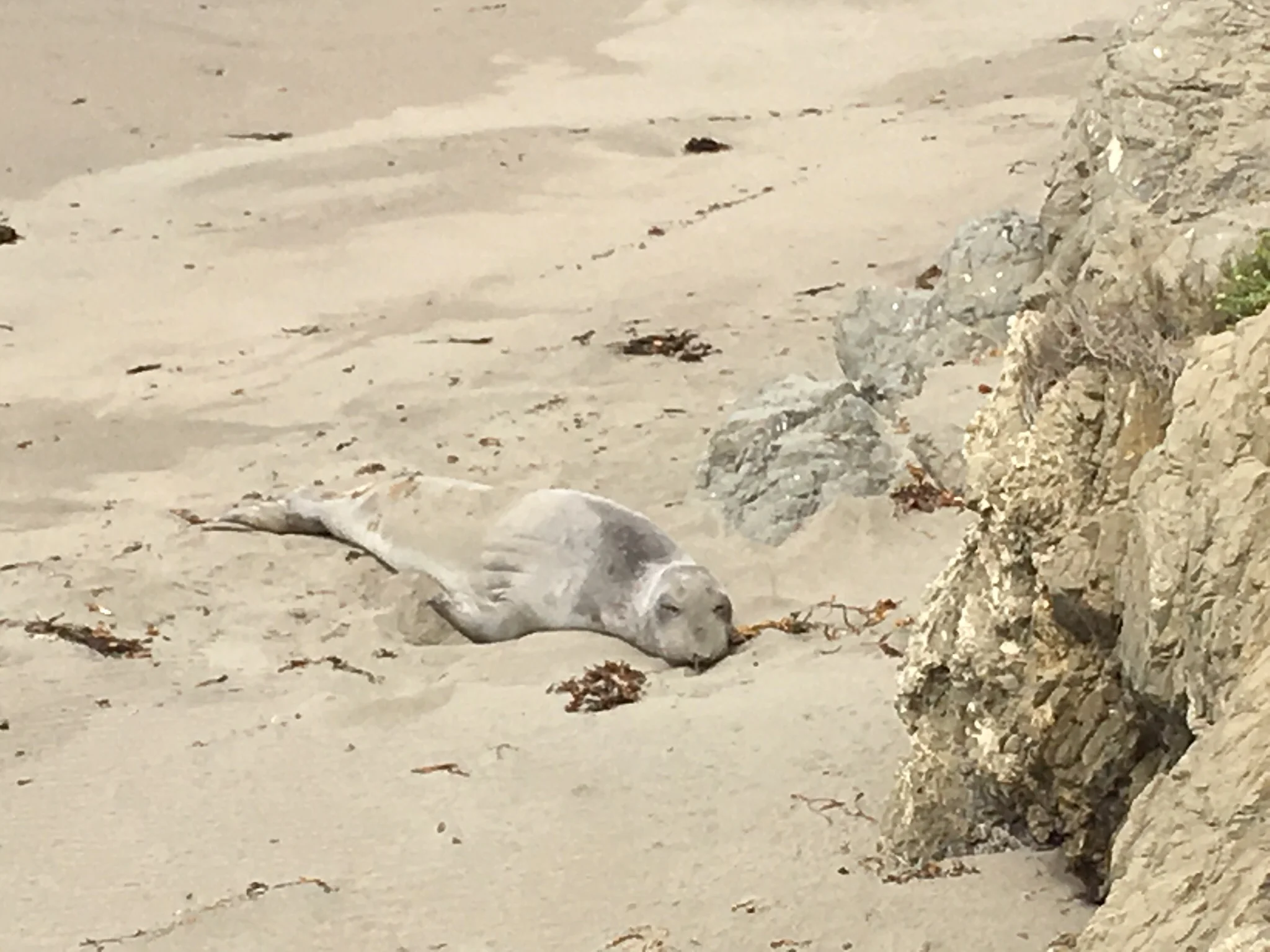 Not dead I promise! Resting/sunbathing
