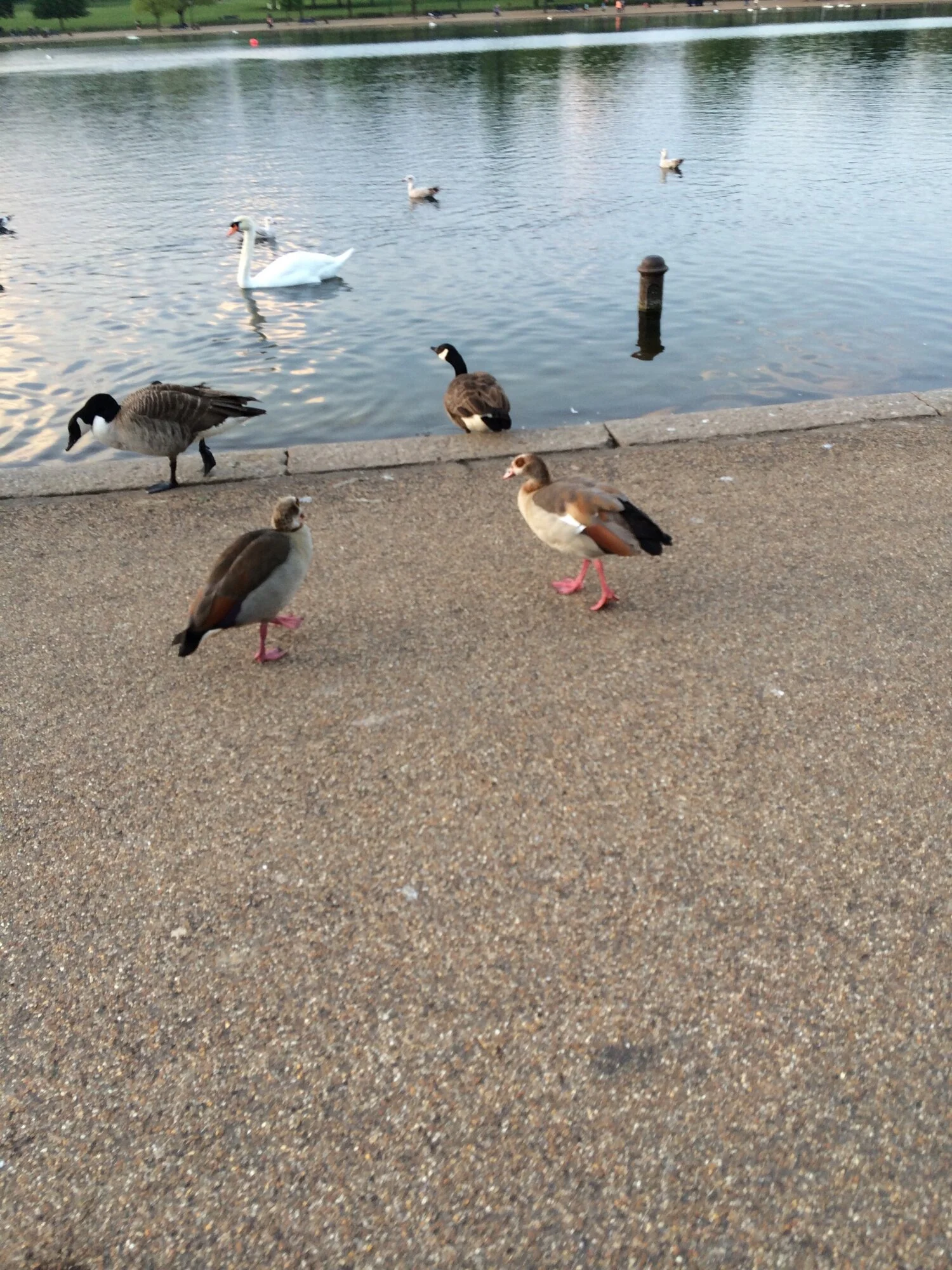 Lovely London Birds