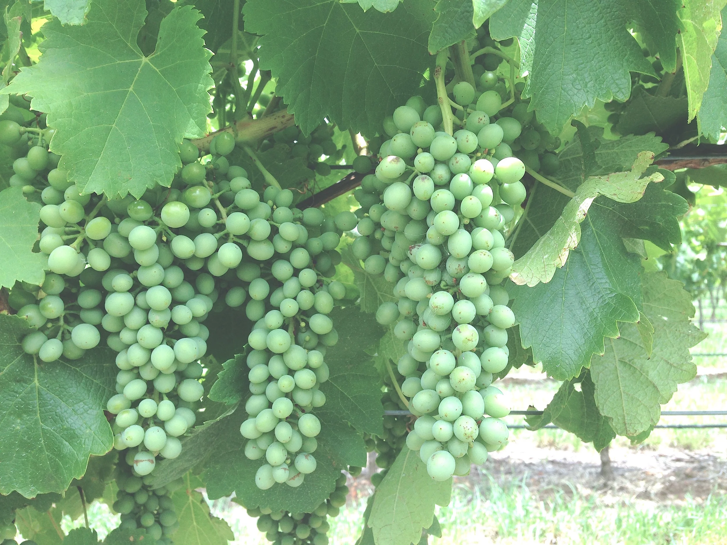 grapes.jpg