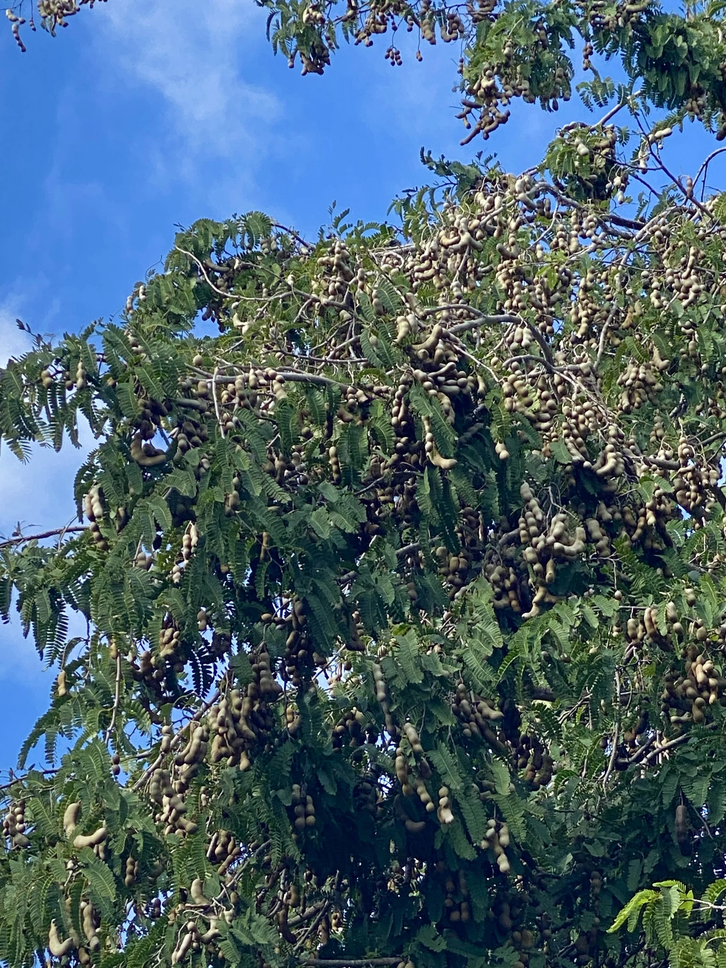 IMG_4596.jpeg