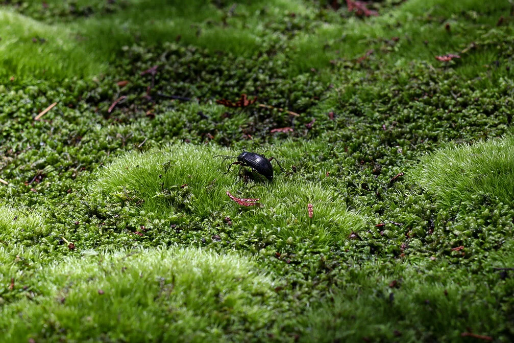 閒の日々 葉月号