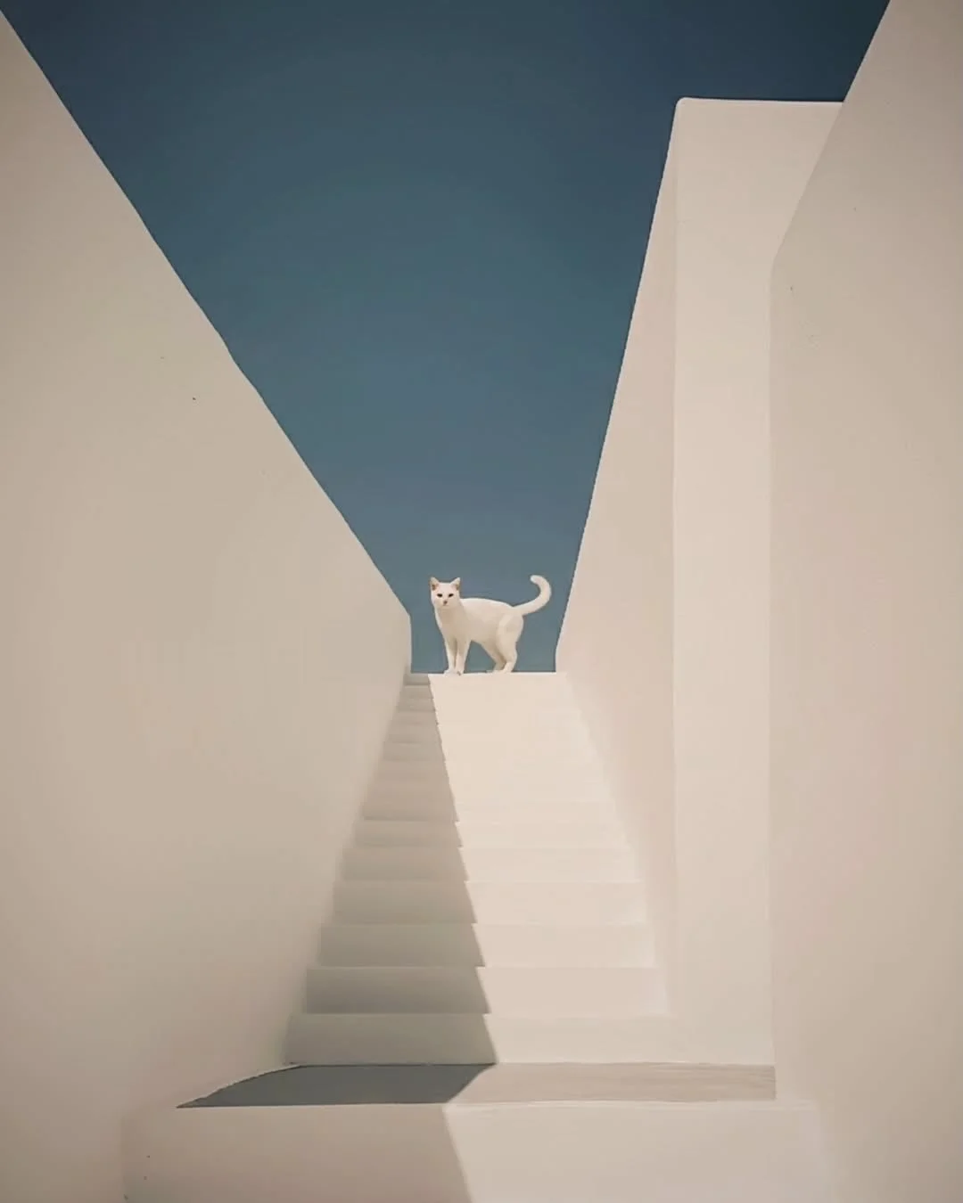 Photography by @bill_box 

#greece #cat #visualpleasuremag