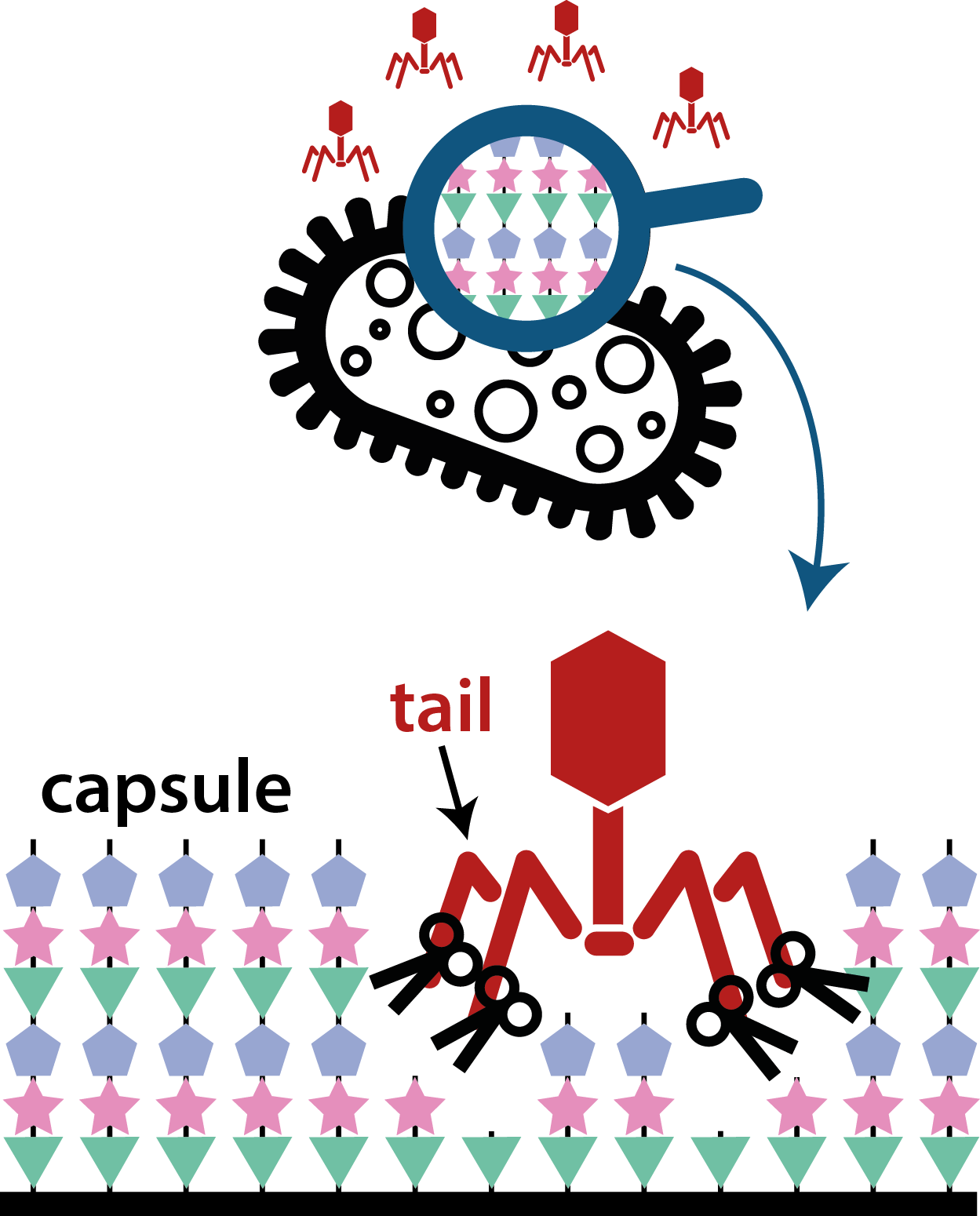 phage-interactions.png