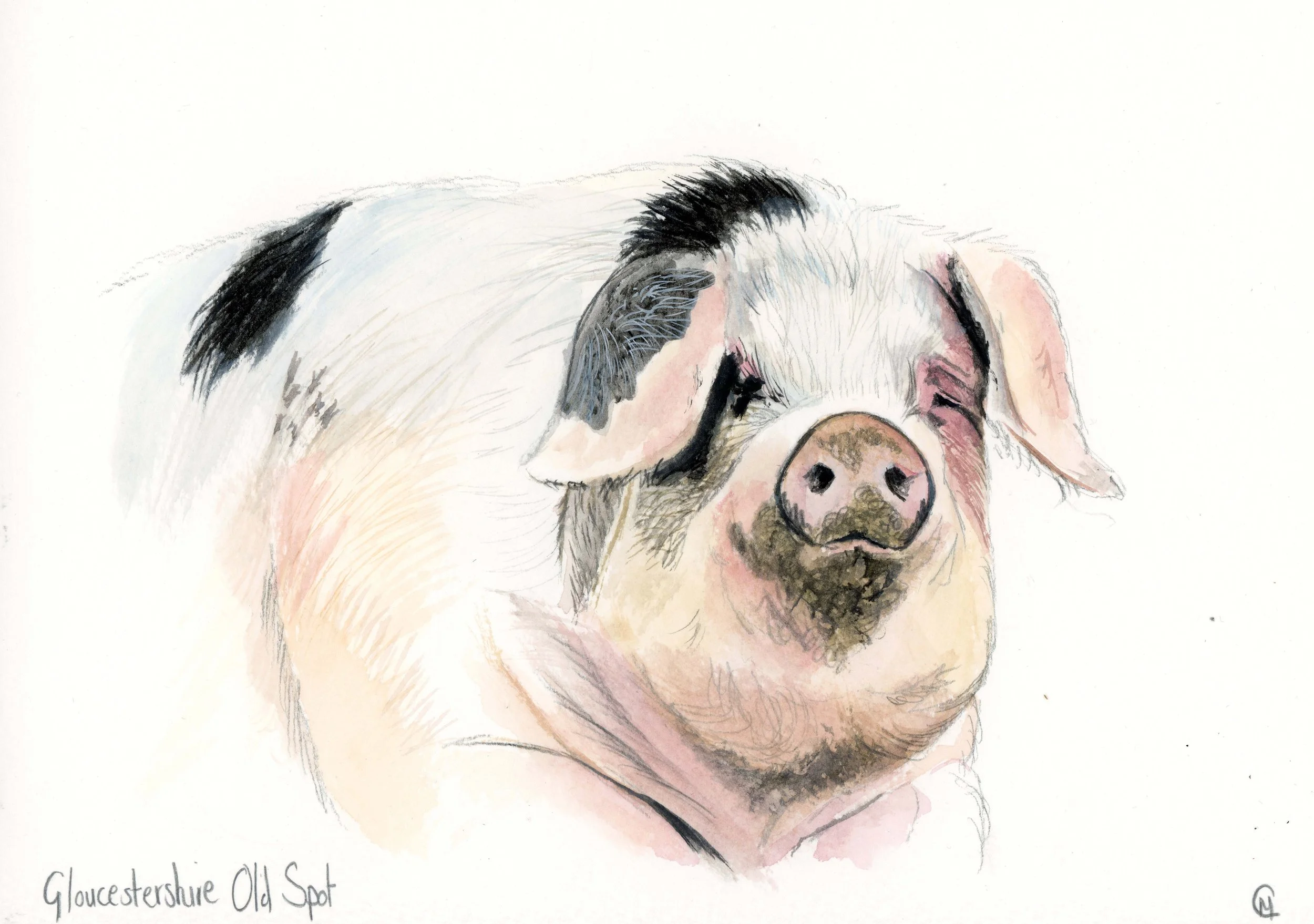 Gloucestershire Old Spot Original