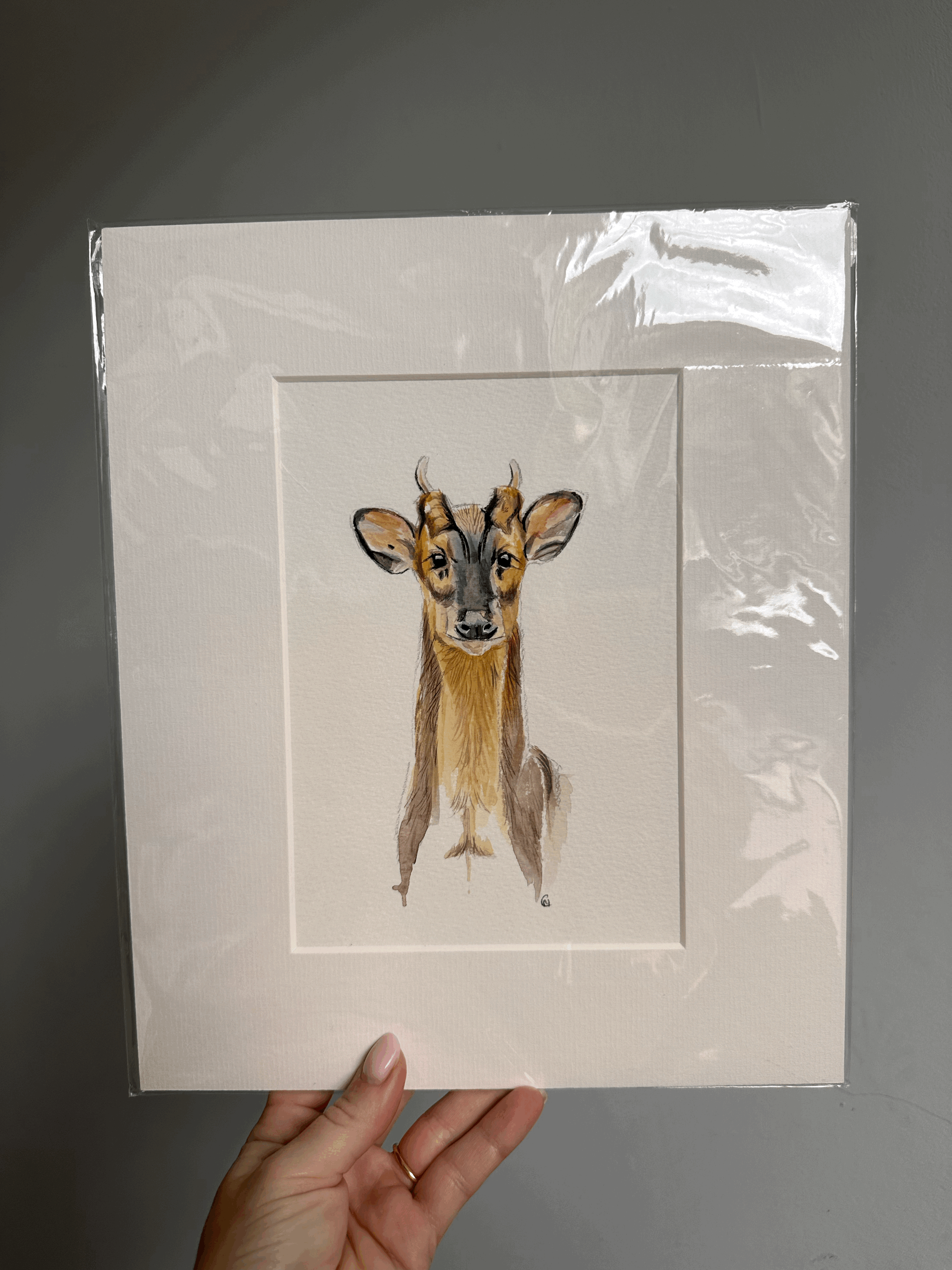 Muntjac original painting - mounted
