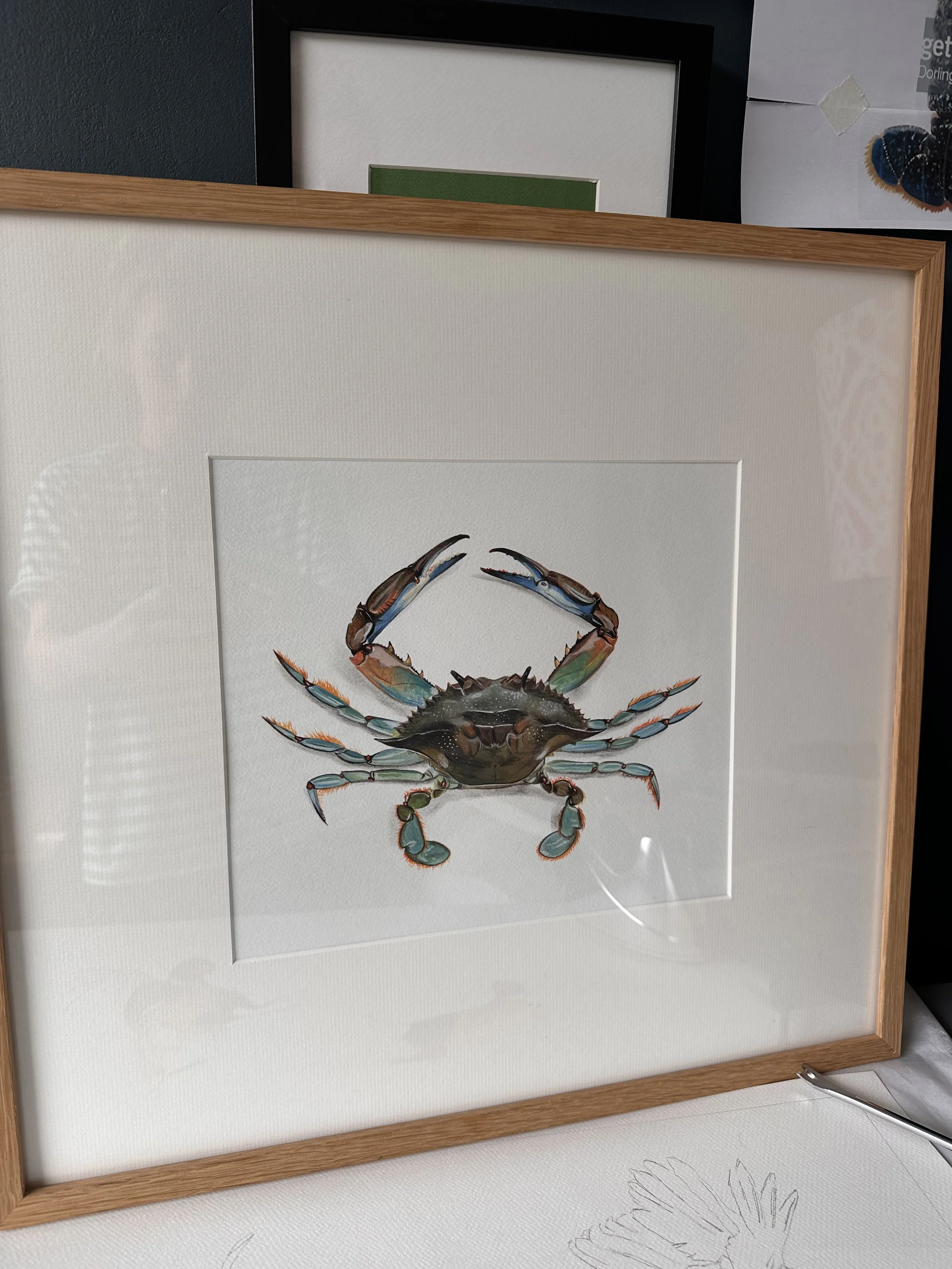 Blue Crab