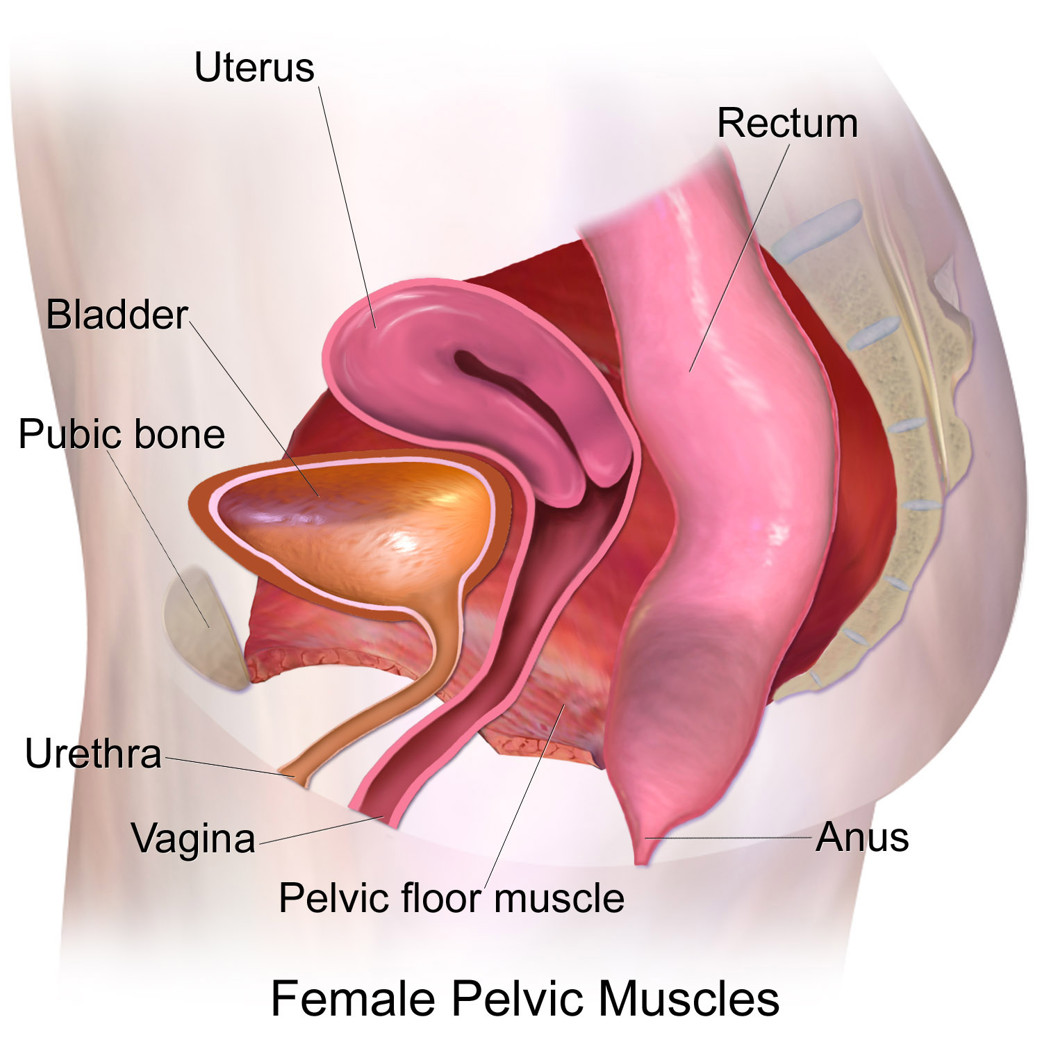 Female Pelvic Floor and Common Dysfunctions — Quality Care Sport Injury &  Rehab