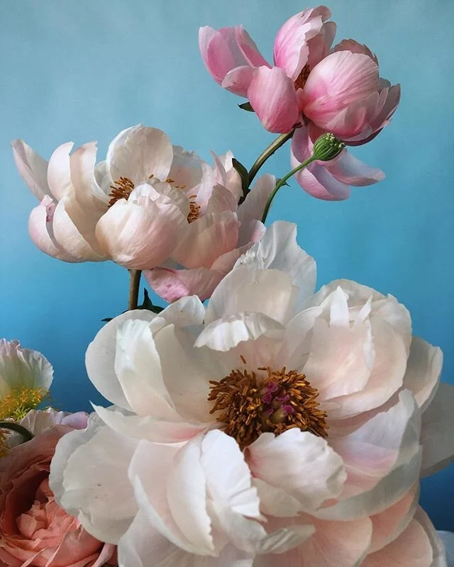 Puff puff, photography by @doan_ly . Print available on Rivegauchegallery.com #print #gallery #rivegauche #paris #interiordesign #photography #art #fineart #puffpuff #flowers #floraldesign