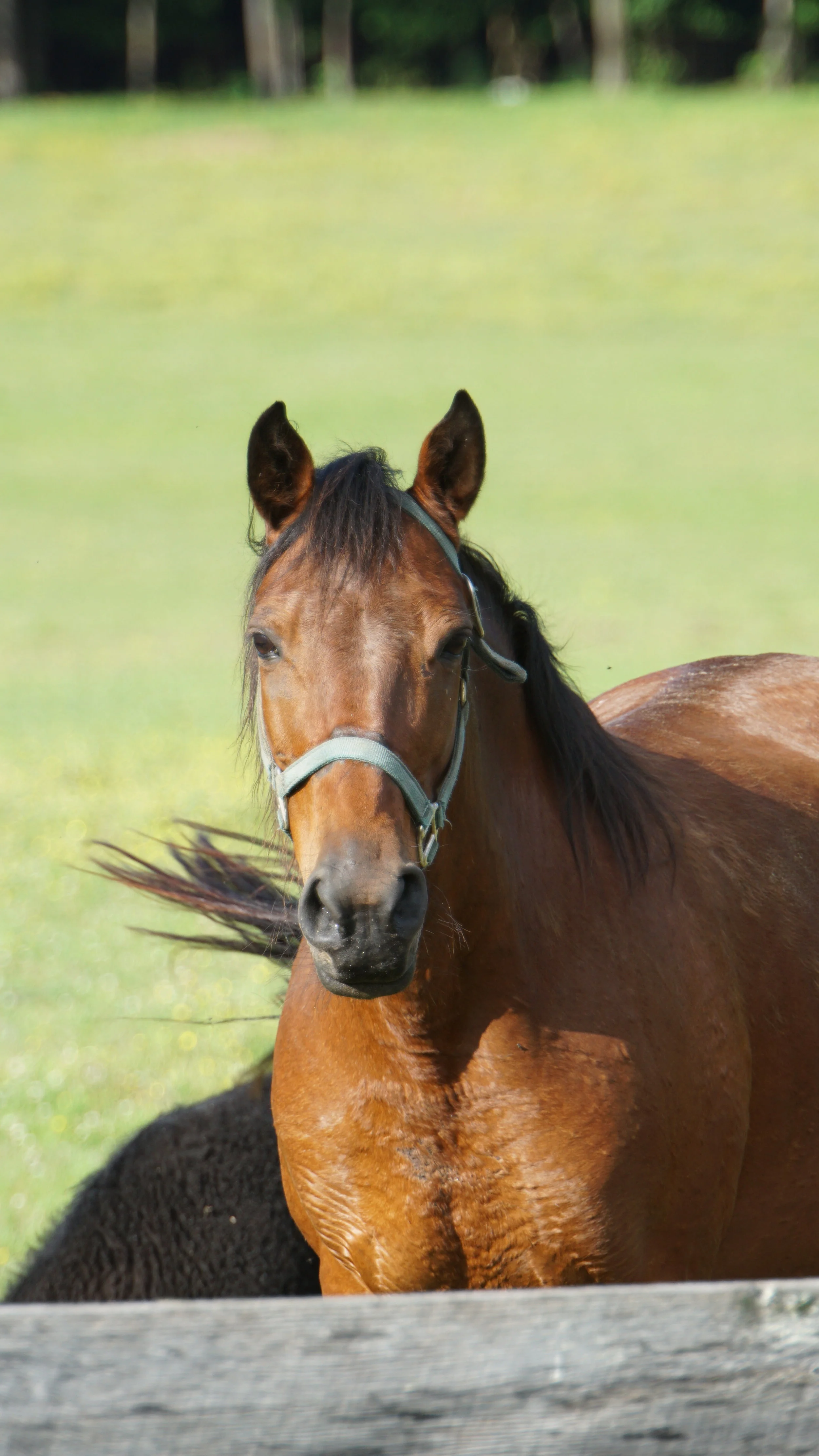 animals  (23 of 55).JPG