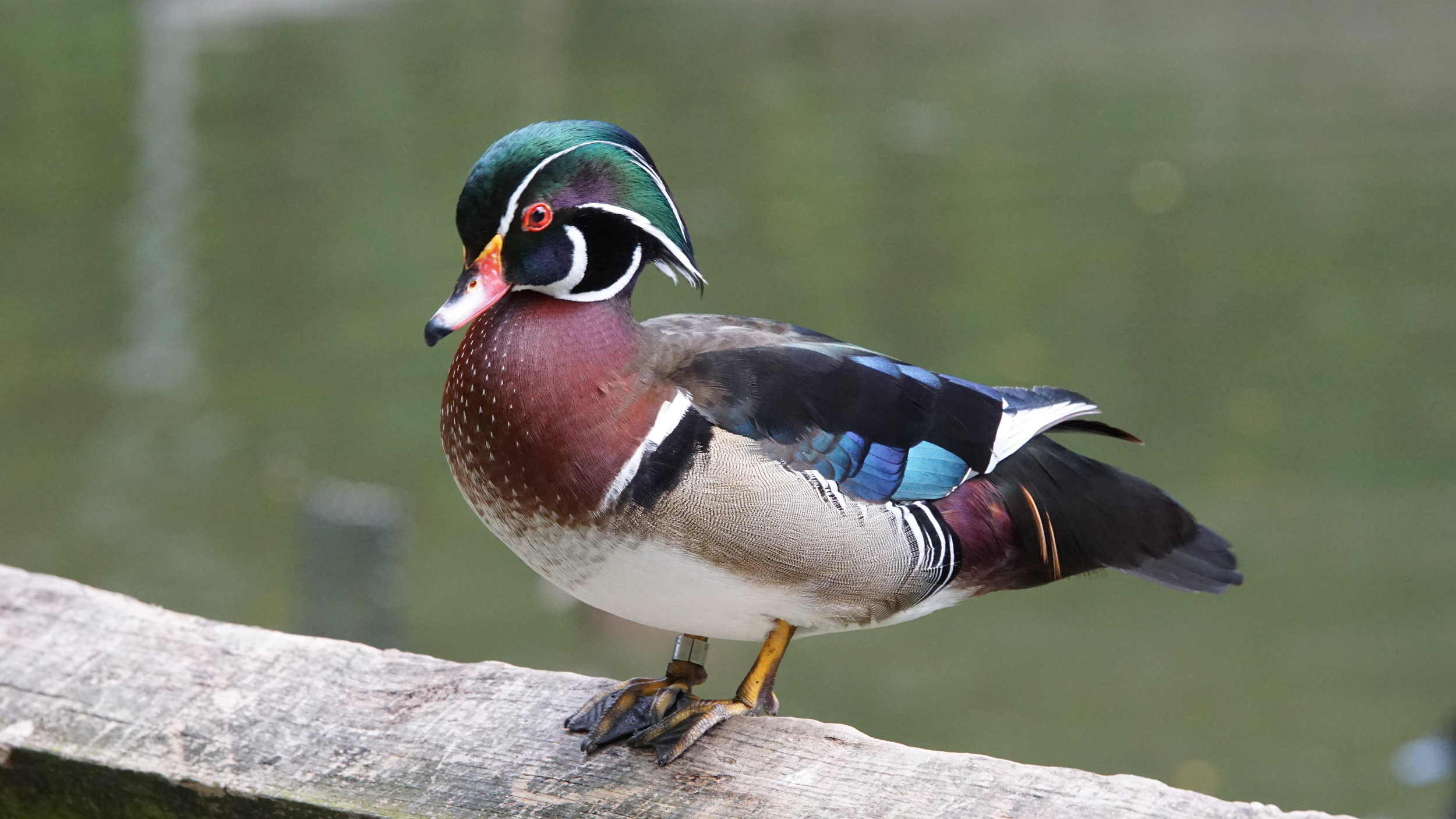 animals  (49 of 55).JPG