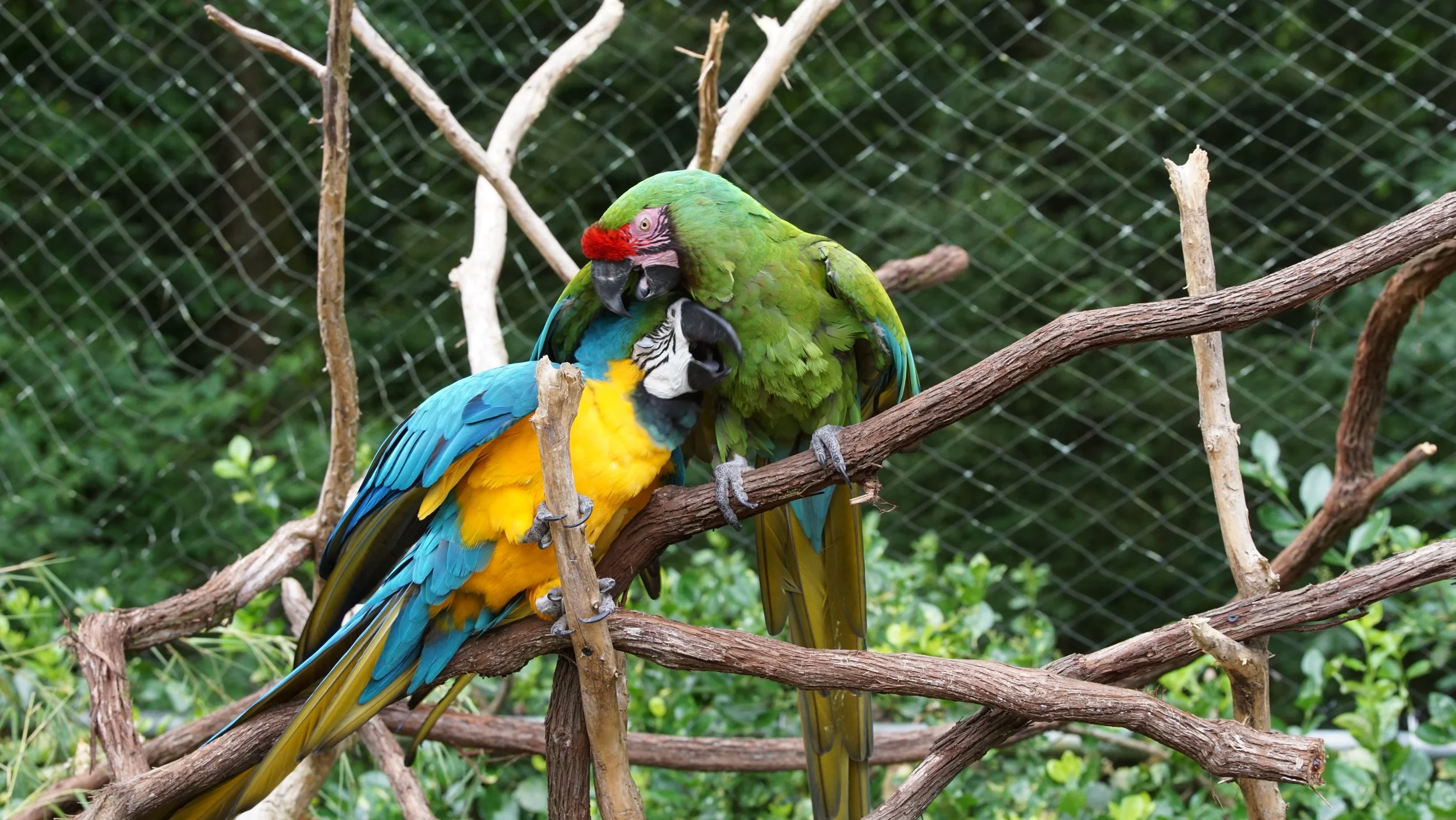 animals  (44 of 55).JPG