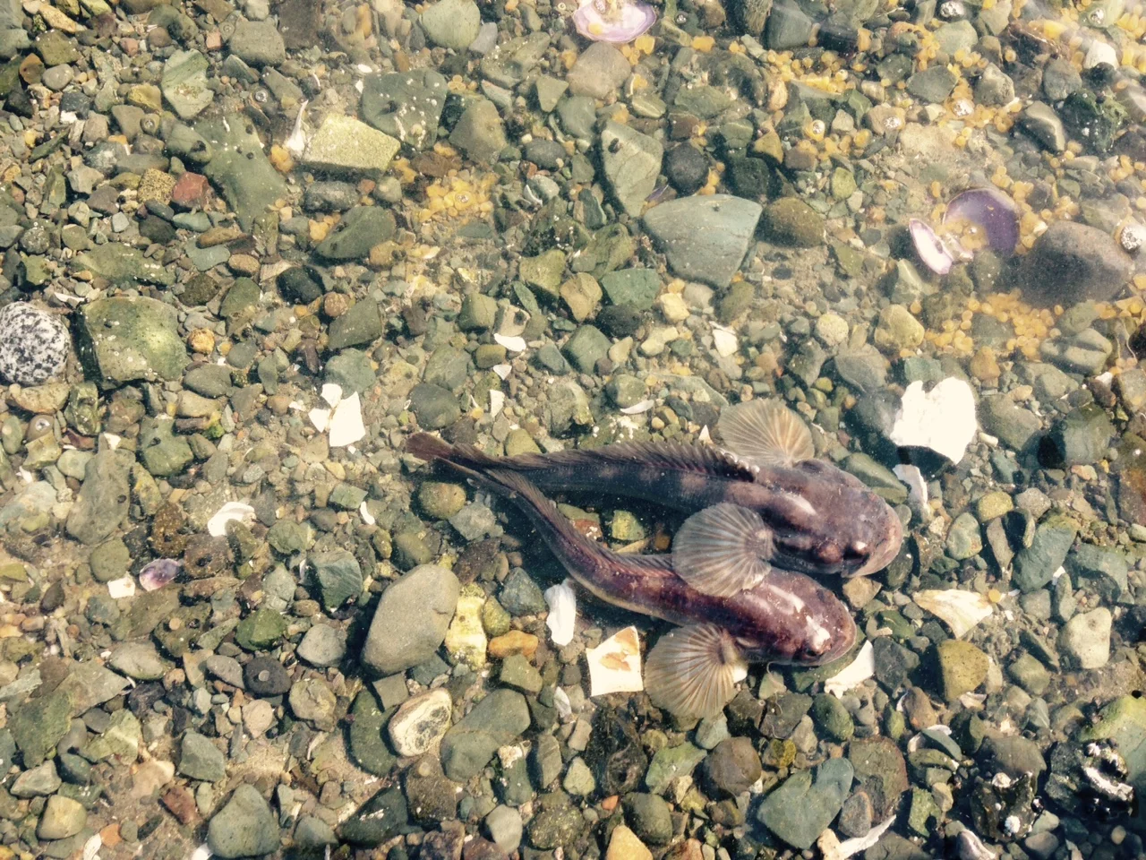 Plainfin midshipman fish (photo credit: Aneesh Bose)