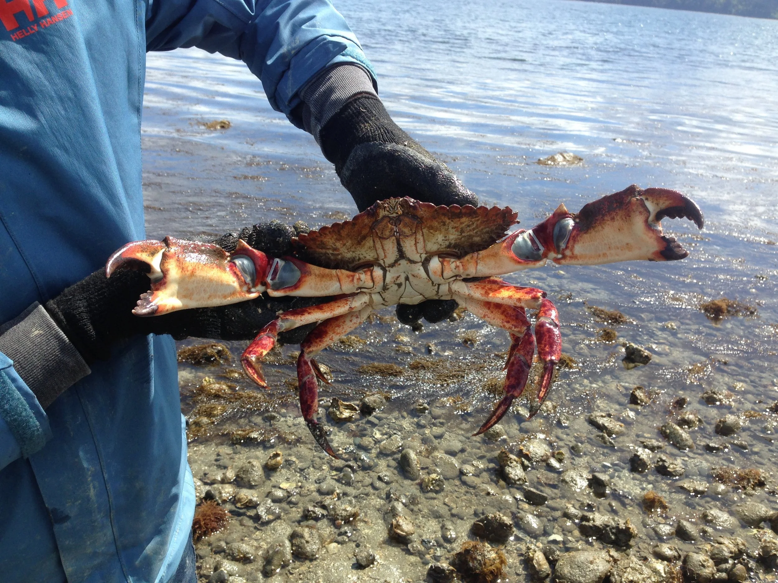 Red rock crab (Cancer productus)