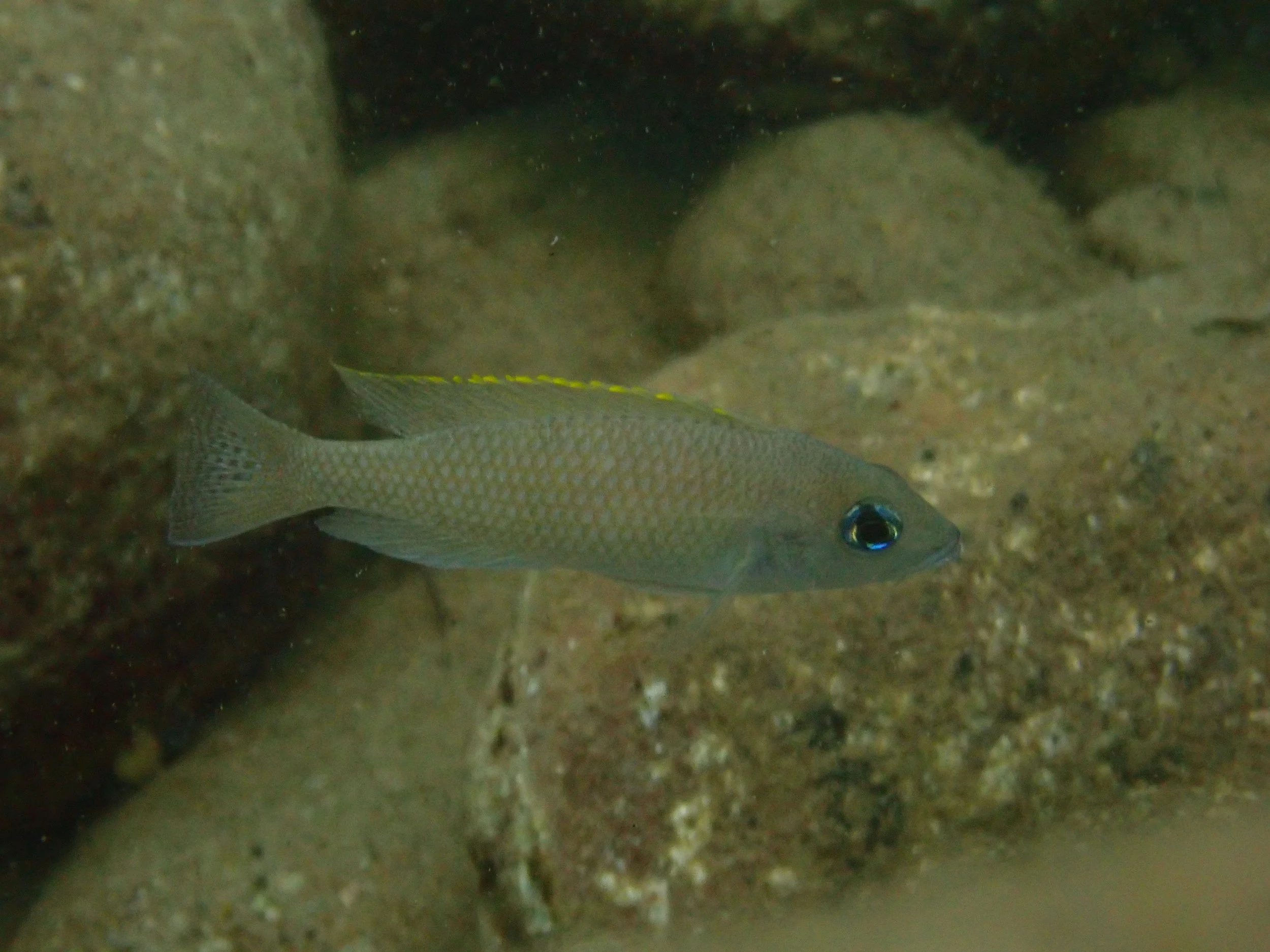 Neolamprologus caudopunctatus from Lake Tanganyika, Zambia (photo credit: Aneesh Bose)