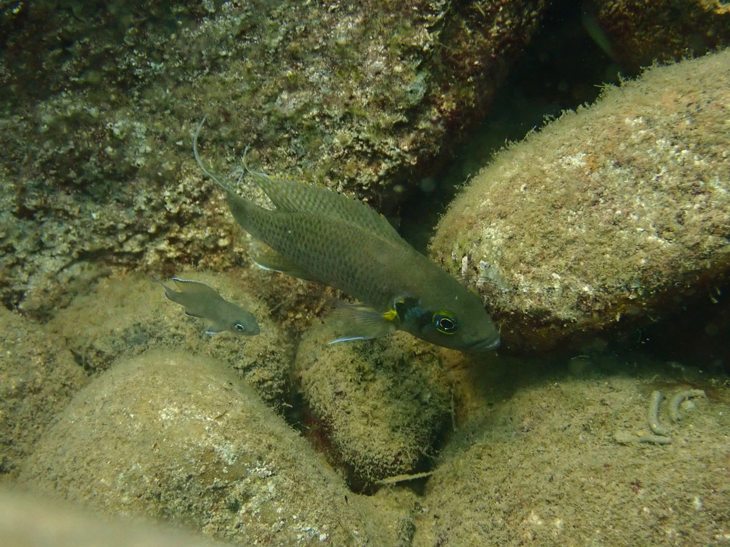 Neolamprologus pulcher in Lake Tanganyika, Zambia (photo credit: Aneesh Bose)