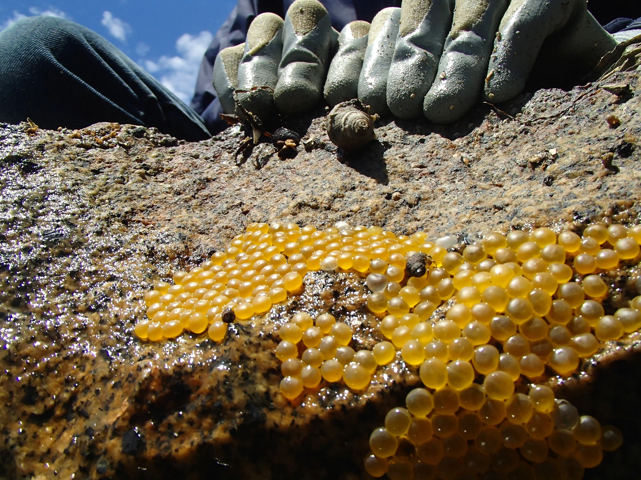 Overturning an intertidal rock to uncover a plainfin midshipman nest with eggs. Photo taken from the “fish’s perspective”.
