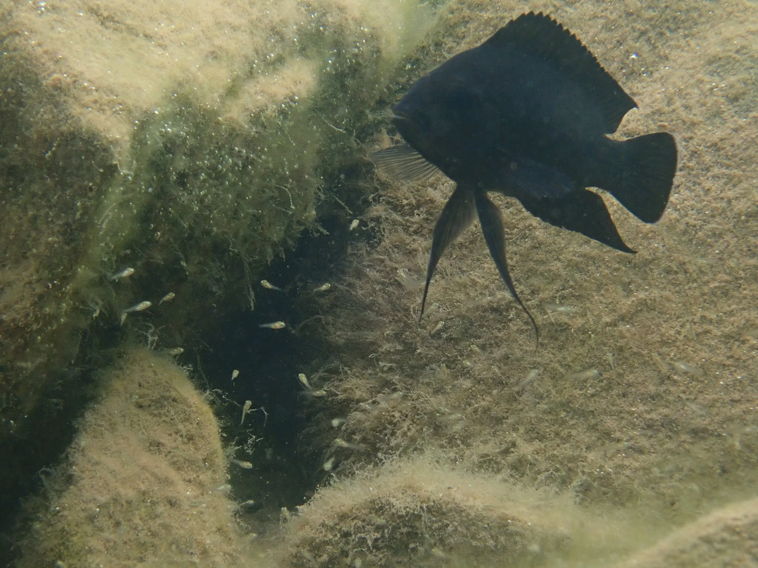  Read    here    and    here    and    here    (article in German) about how  cichlid  males sometimes steal fertilizations away from their male relatives (and how this can actually be adaptive!)  January 2019 