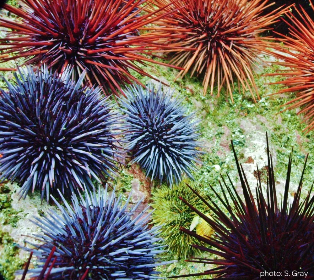  Read    here    about our red sea urchin study in this article celebrating 50 years of research at the Bamfield Marine Sciences Centre. (photo by Siobhan Gray)  2022 