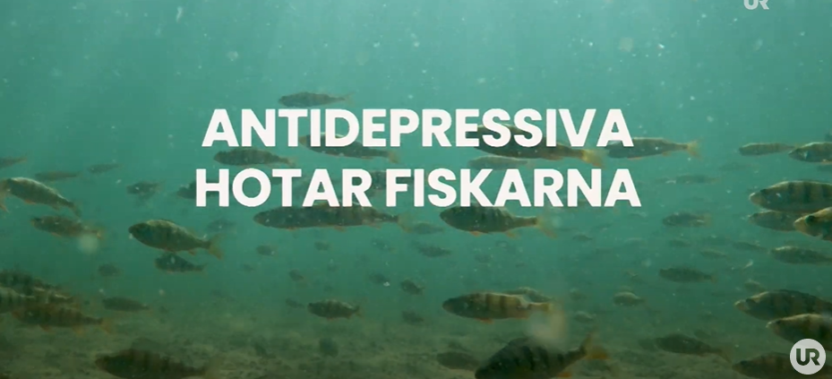 Click    here    to see a youtube video of our research on the effects of pharmaceutical pollution on fish behaviour (in Swedish).  September 2023 