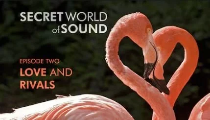  Click    here    and    here    to learn more about the  Secret World Of Sound,  a nature documentary featuring one of my favourite study species, the plainfin midshipman fish (in episode 2). 