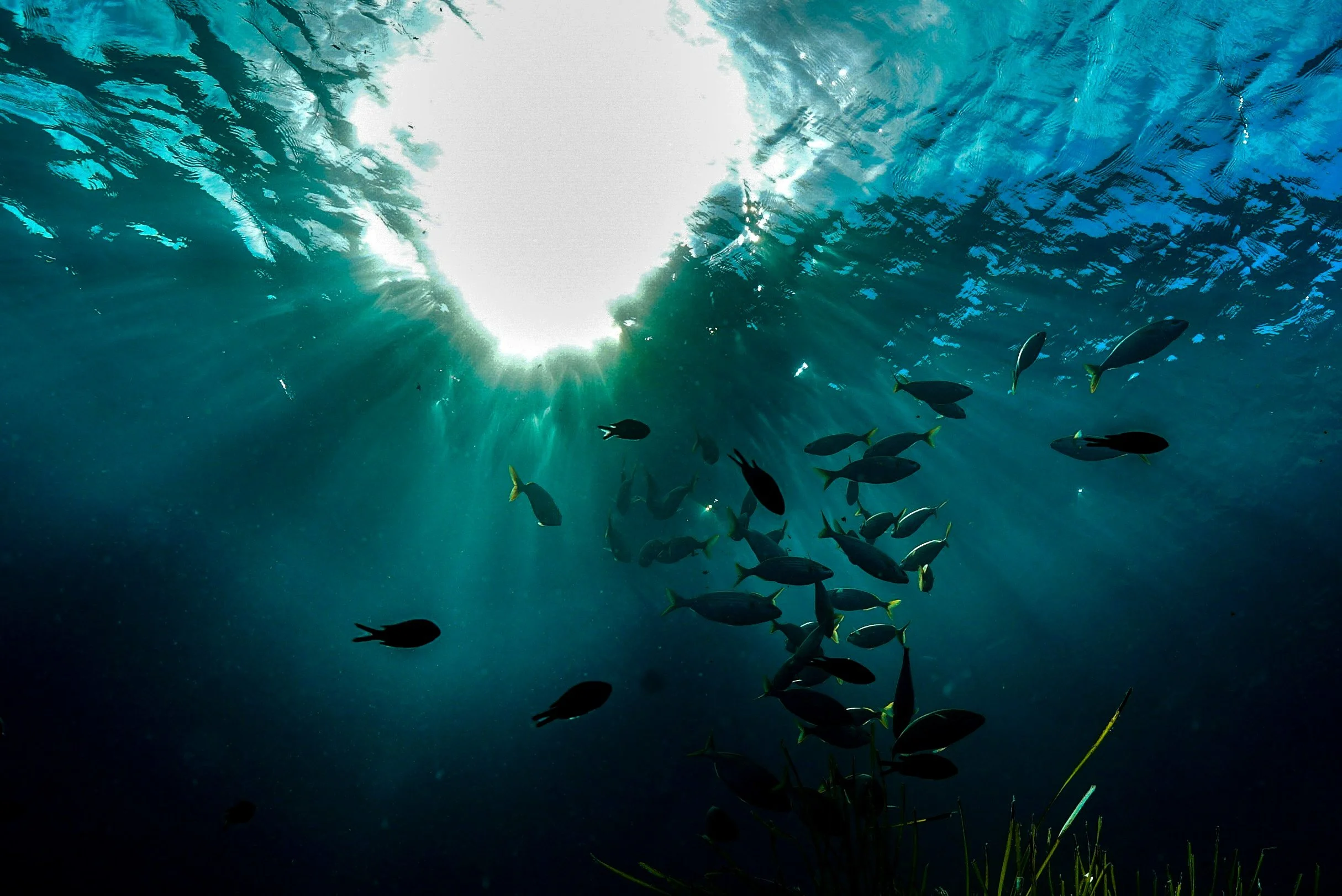  Click    here    to see a news release about our article on the behavioural effects of light pollution in zebrafish 