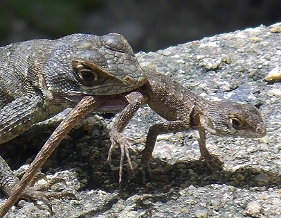  Read    here    about the filial cannibalism throughout the animal world! 