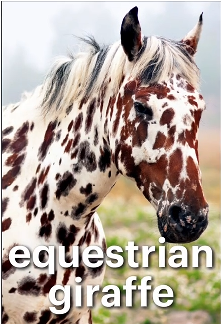 Horses are all the same. 