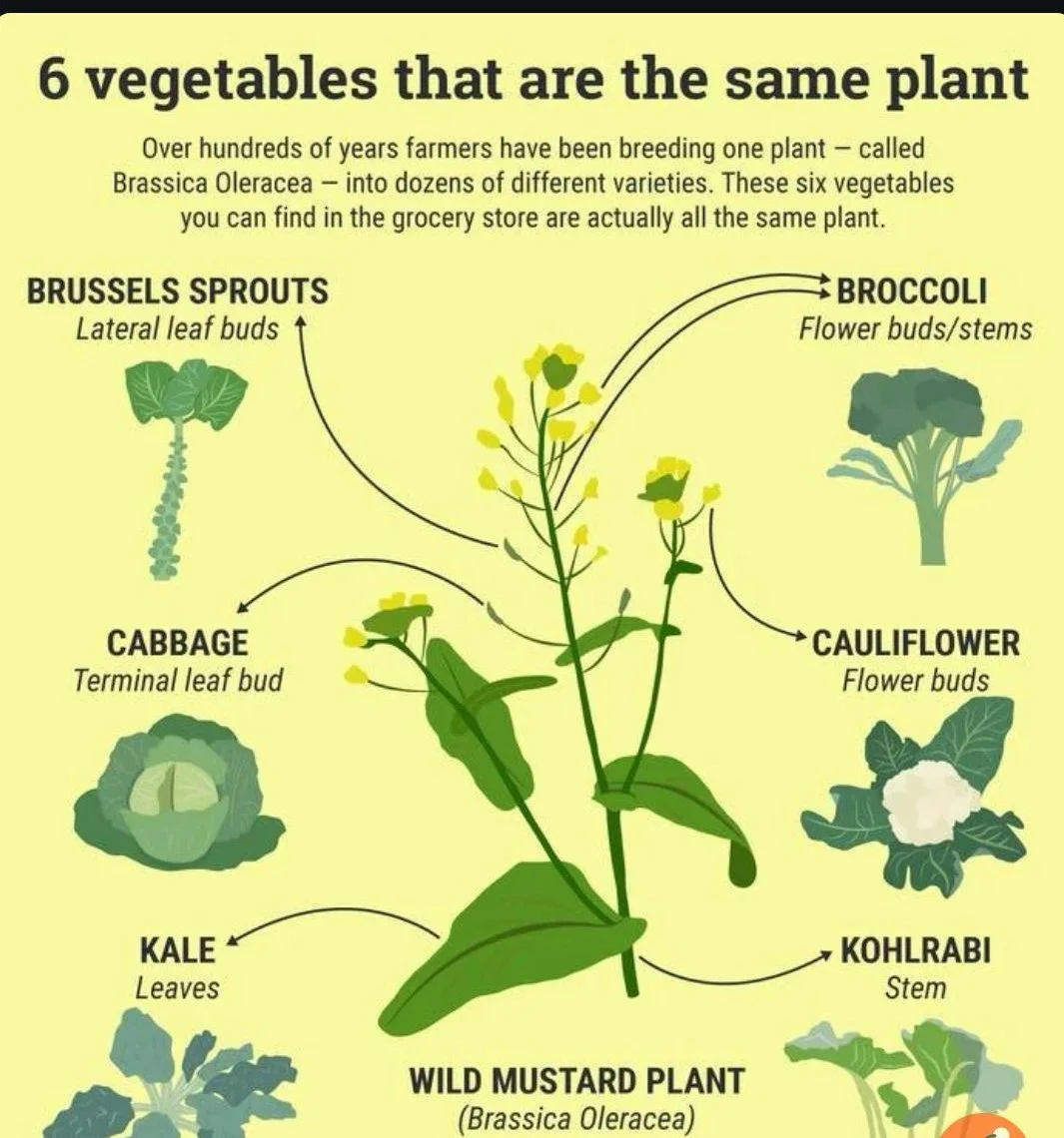 Vegetables are a lie. 