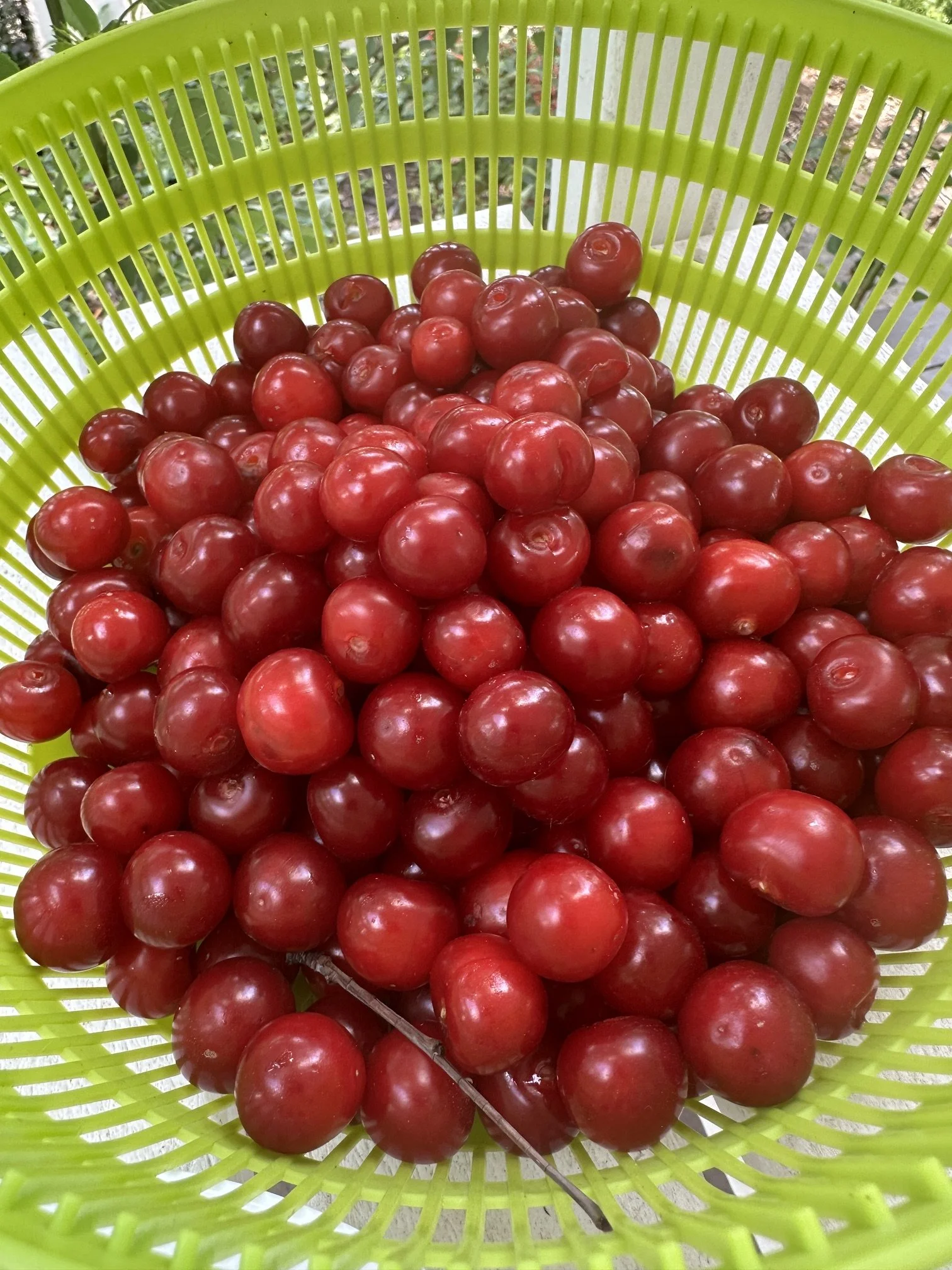 IMG_2063.jpeg