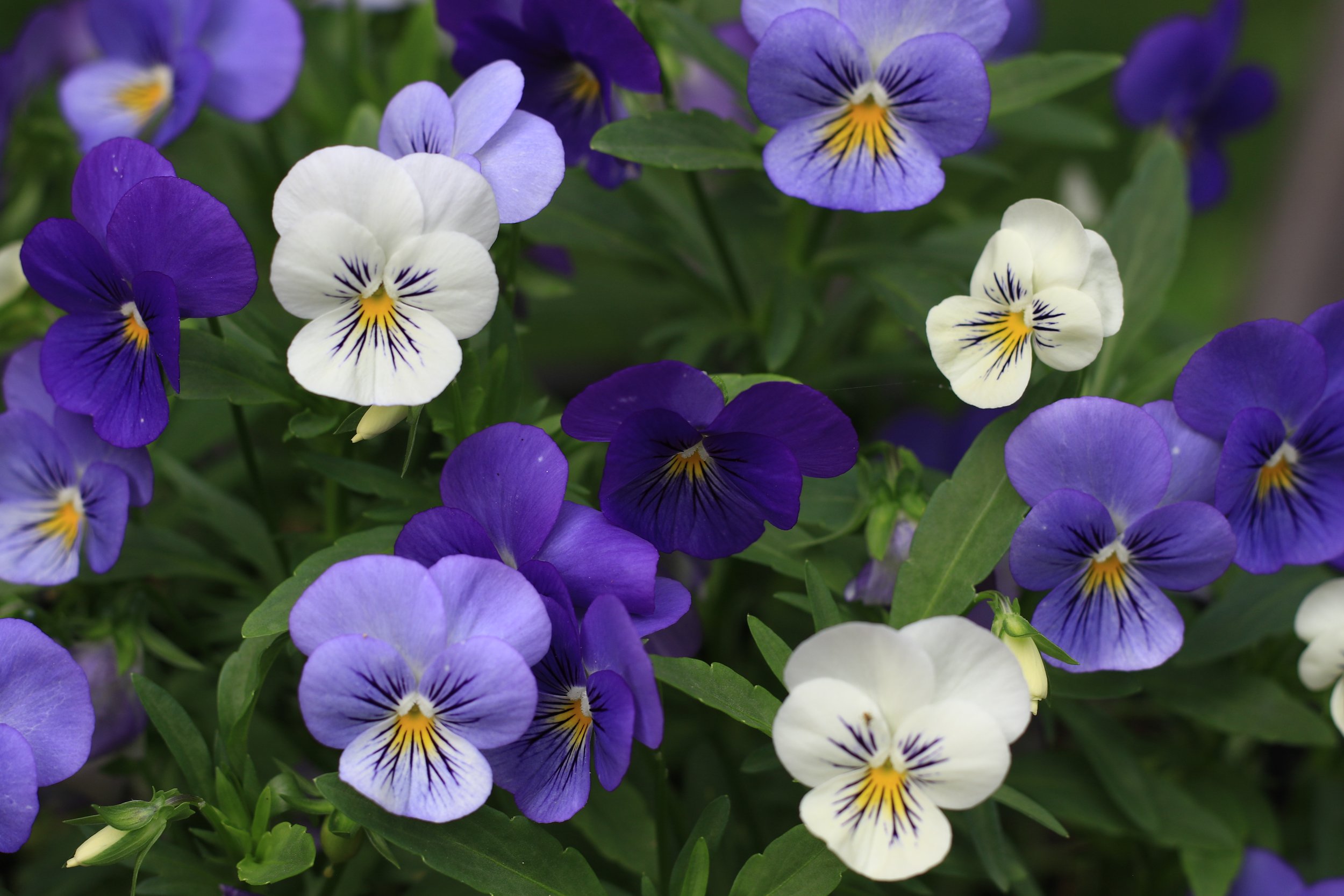 Five Steps to Planning a Dementia-Friendly Garden