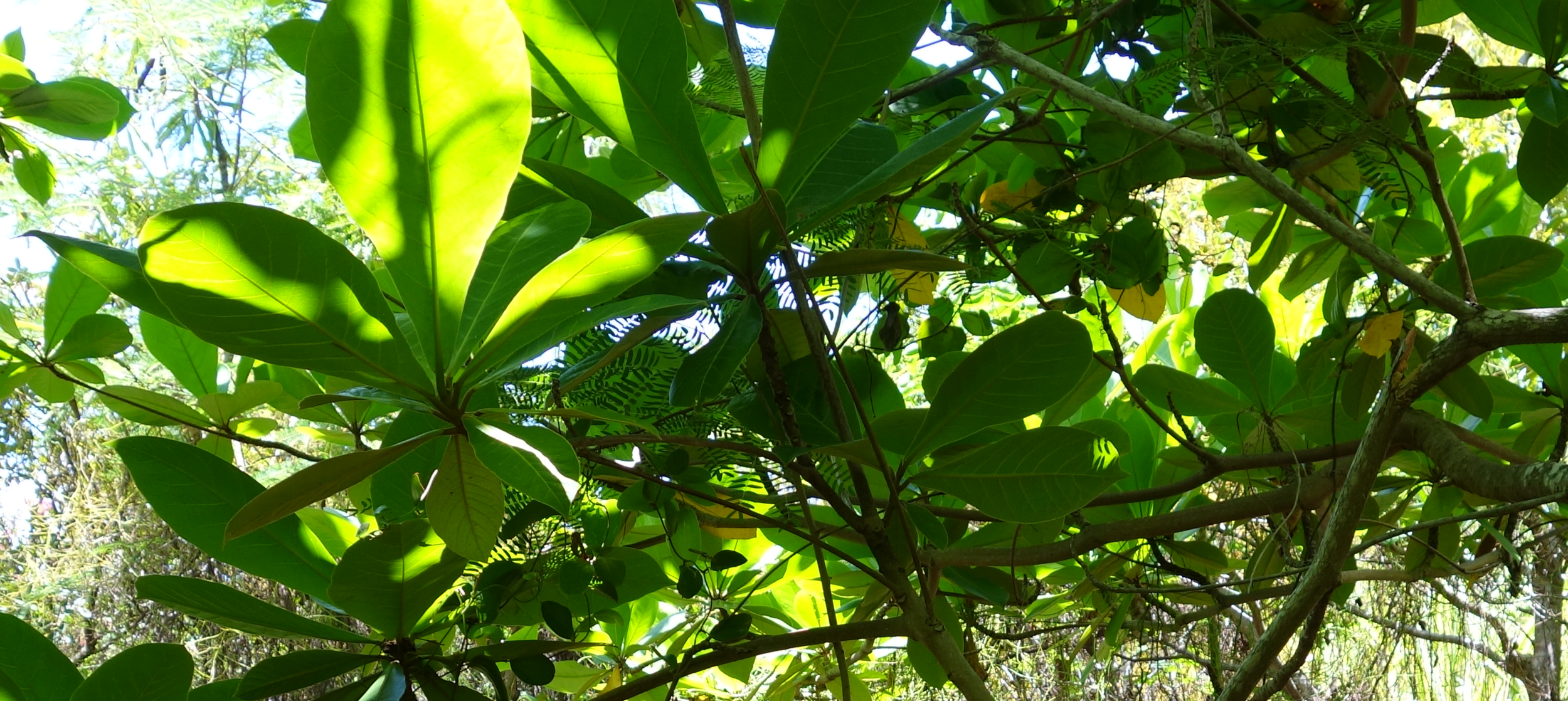Canopy.png