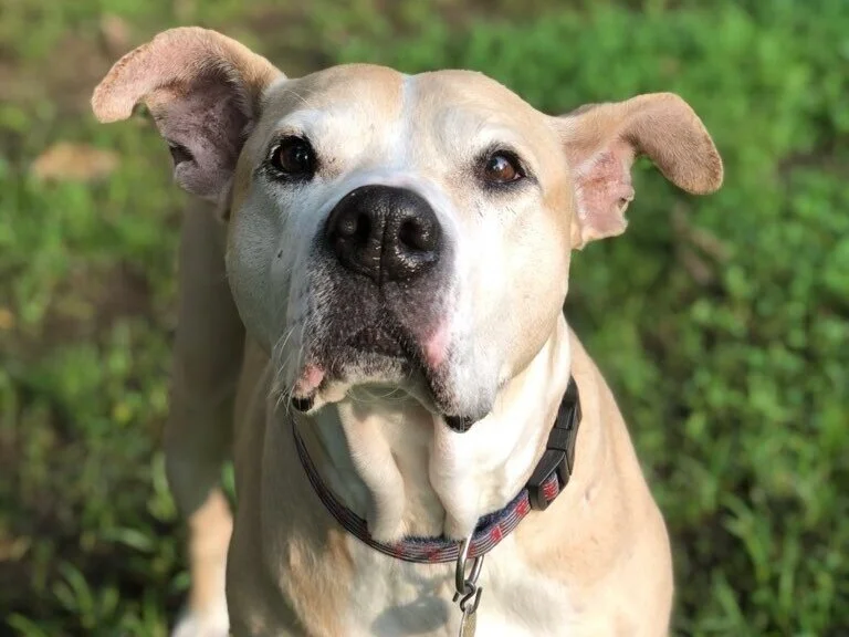 Lend a paw baton rouge professional dog walking and pet sitting