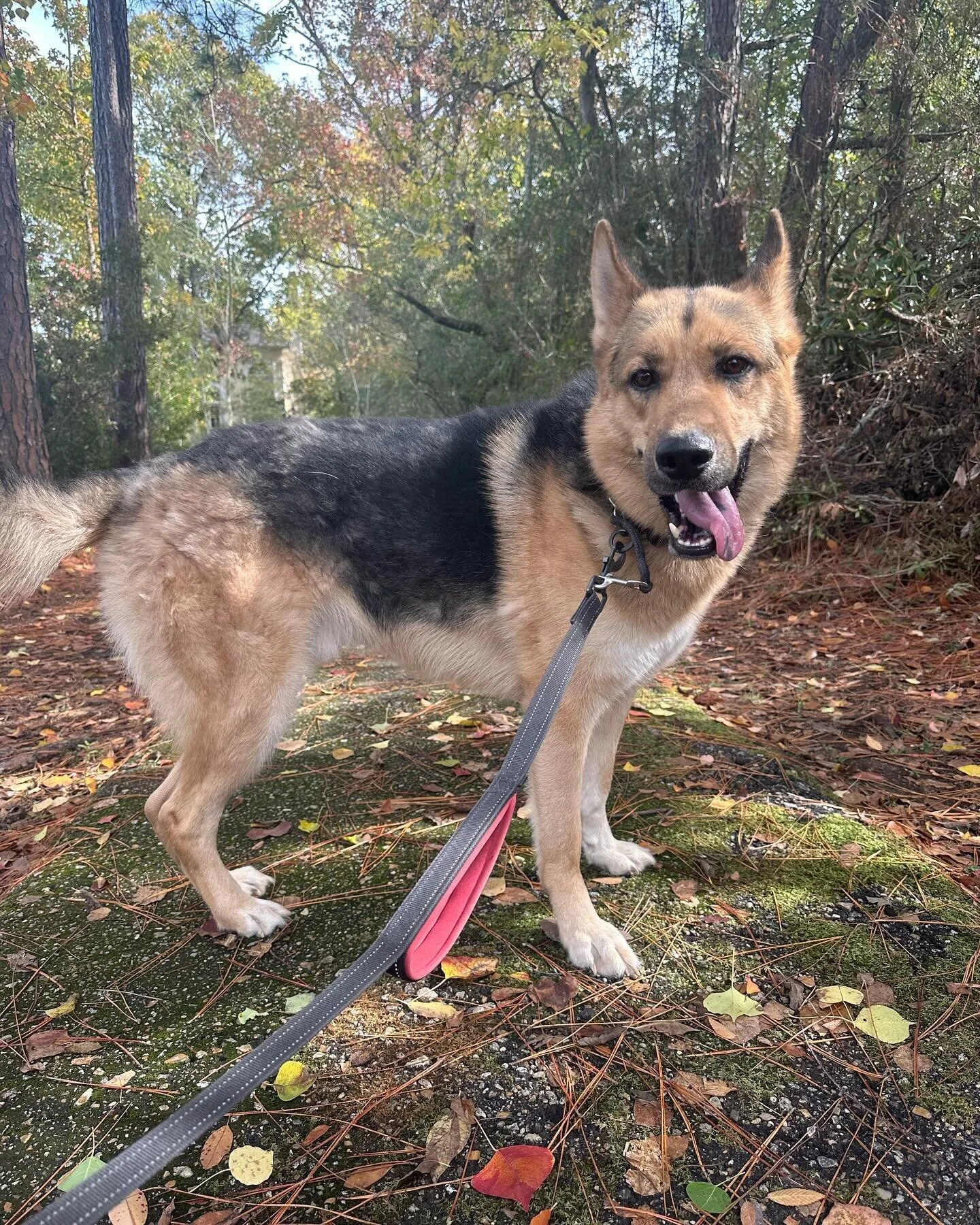 Contact Us + A Client — Lend A Paw Professional Pet Sitter in