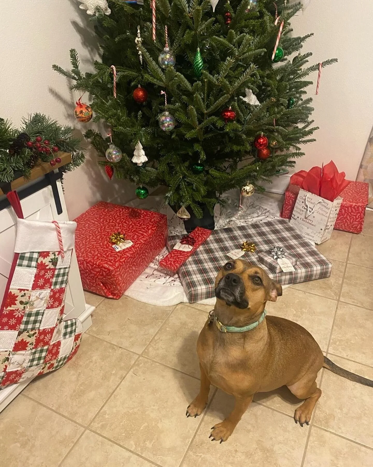 Contact Us + A Client — Lend A Paw Professional Pet Sitter in