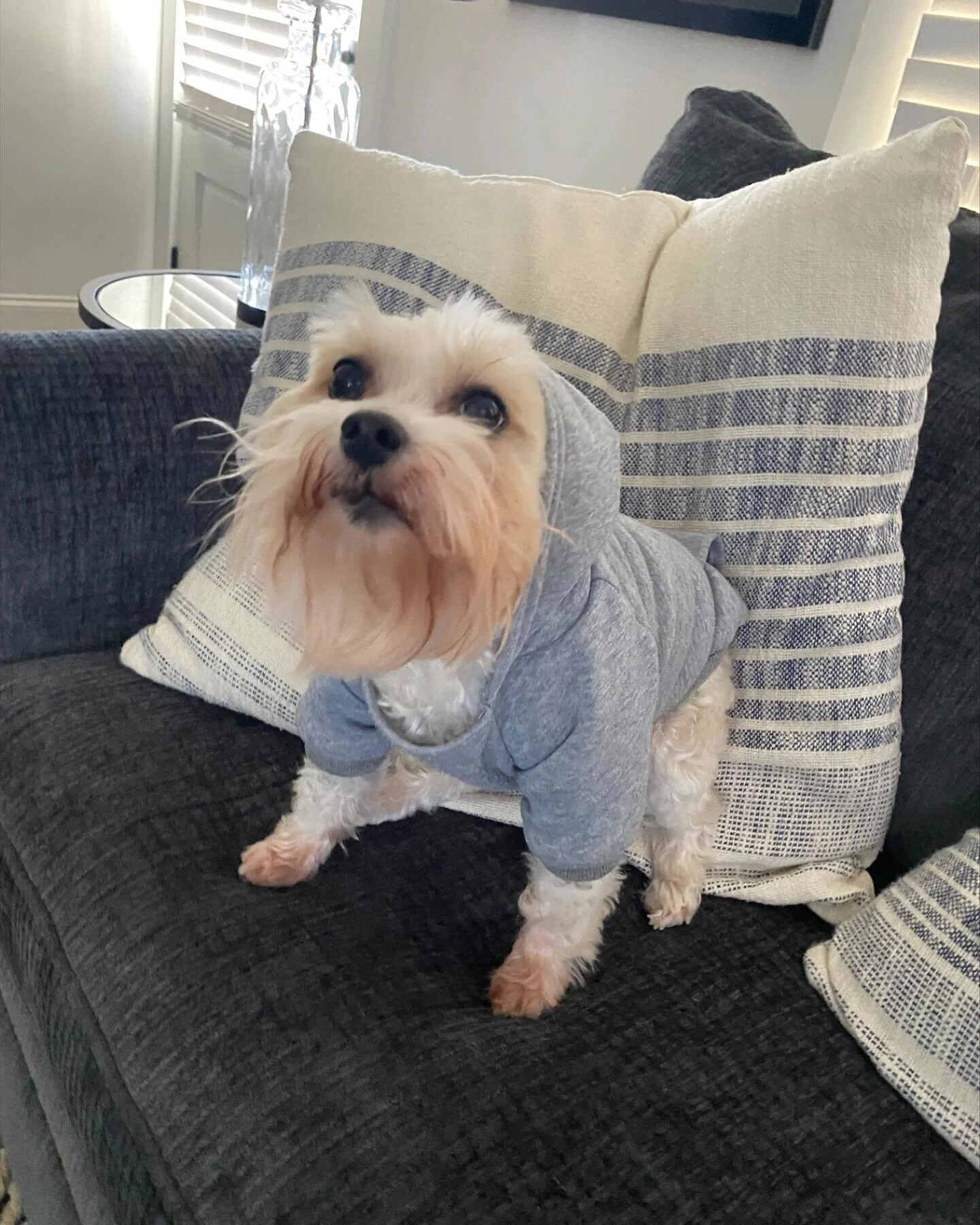 Contact Us + A Client — Lend A Paw Professional Pet Sitter in