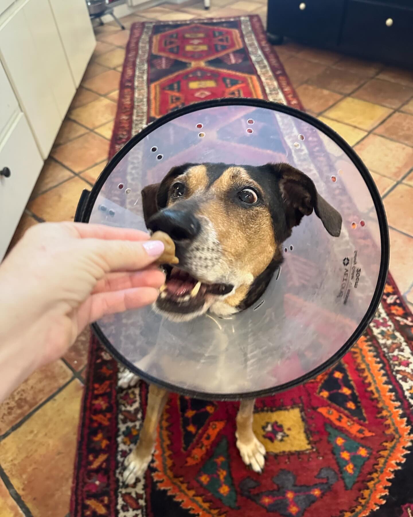 Contact Us + A Client — Lend A Paw Professional Pet Sitter in