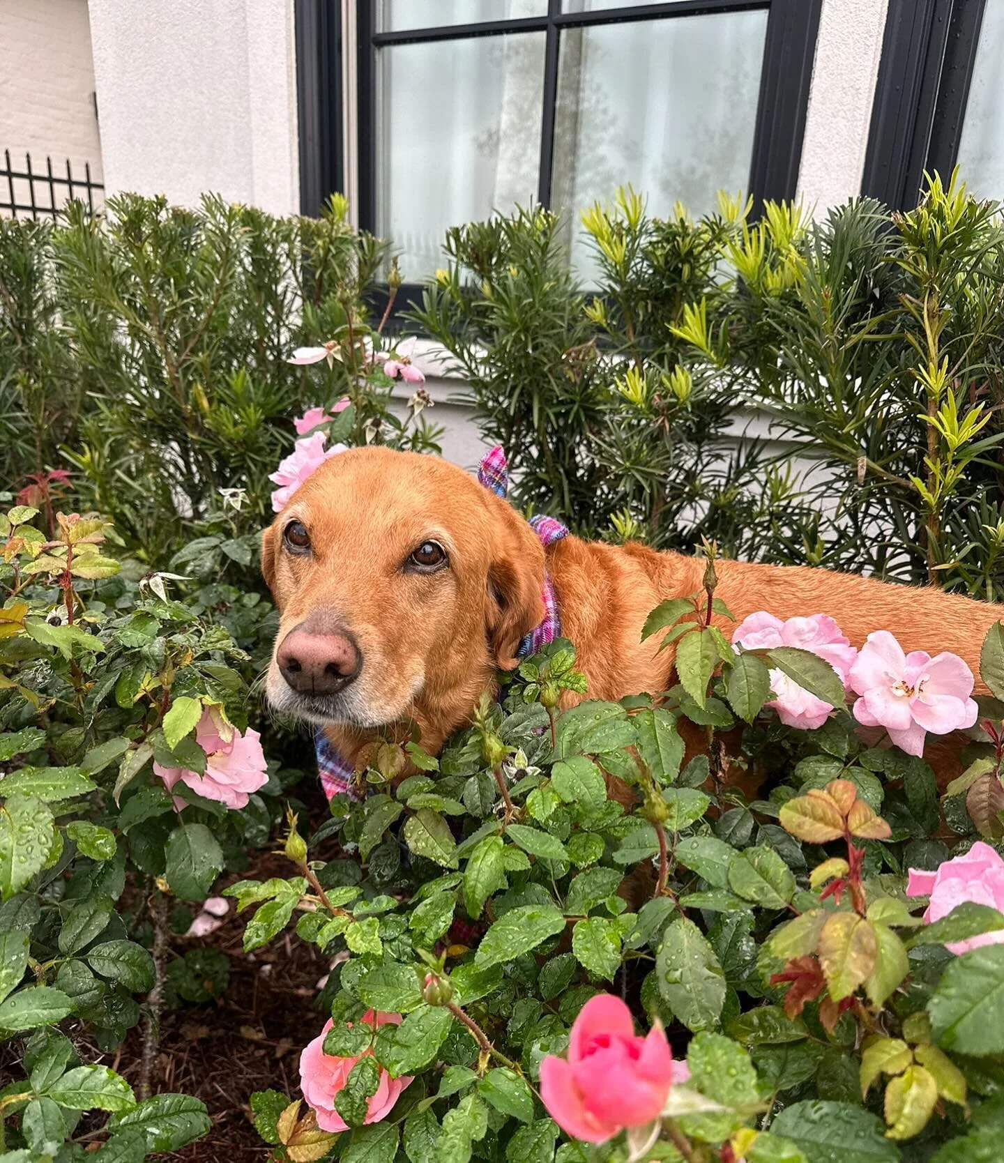 Contact Us + A Client — Lend A Paw Professional Pet Sitter in